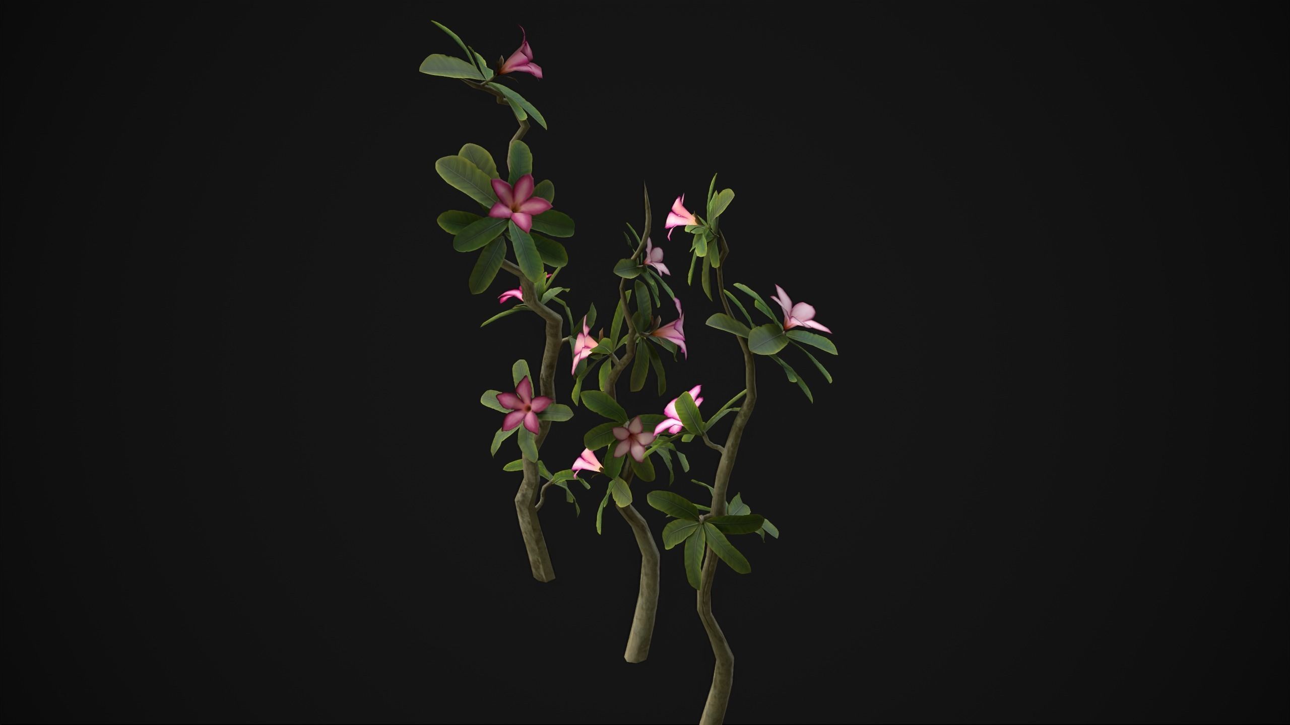 Adenium Multiflorum - Grass Low-poly 3D model_8