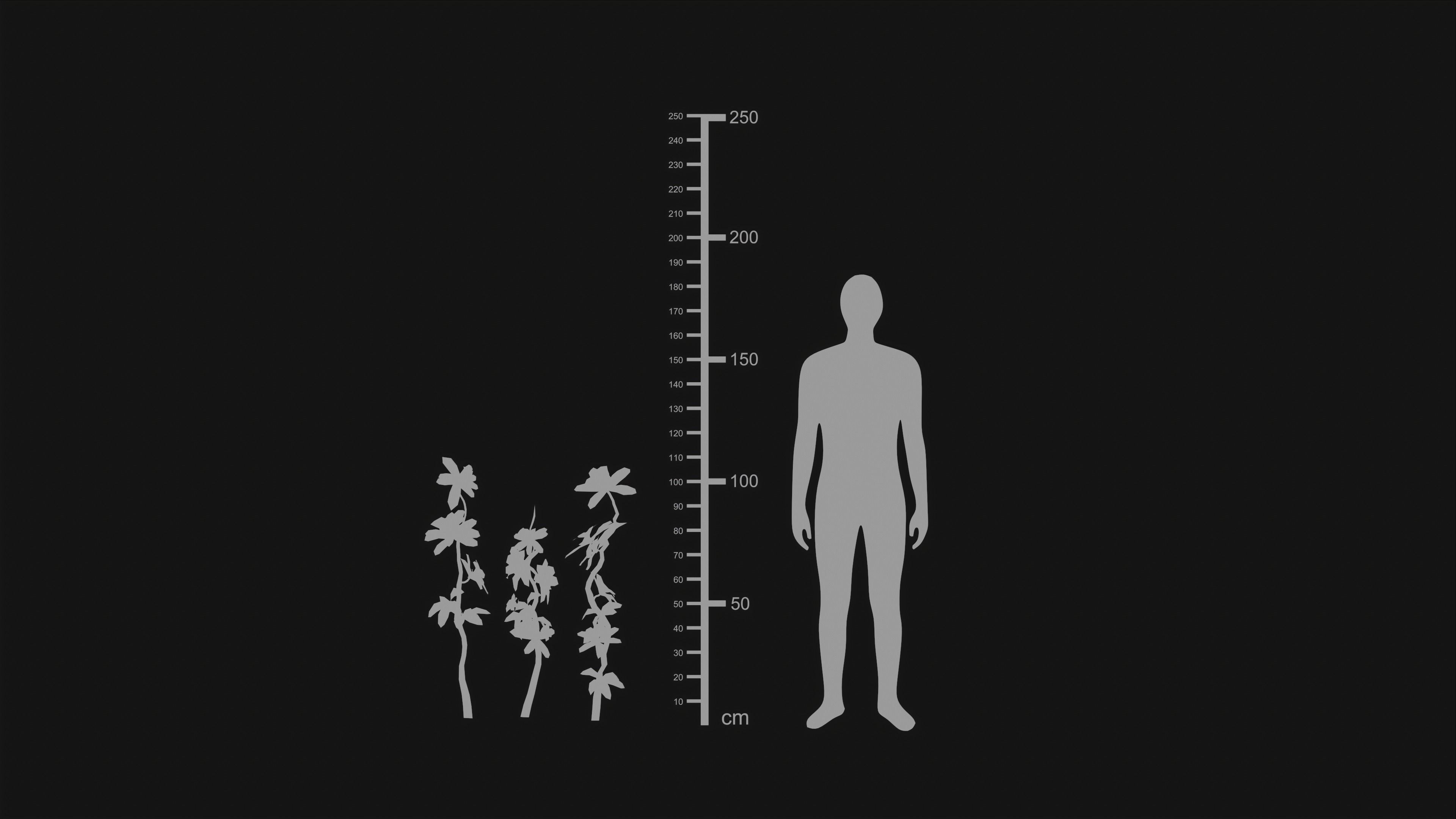 Adenium Multiflorum - Grass Low-poly 3D model_22