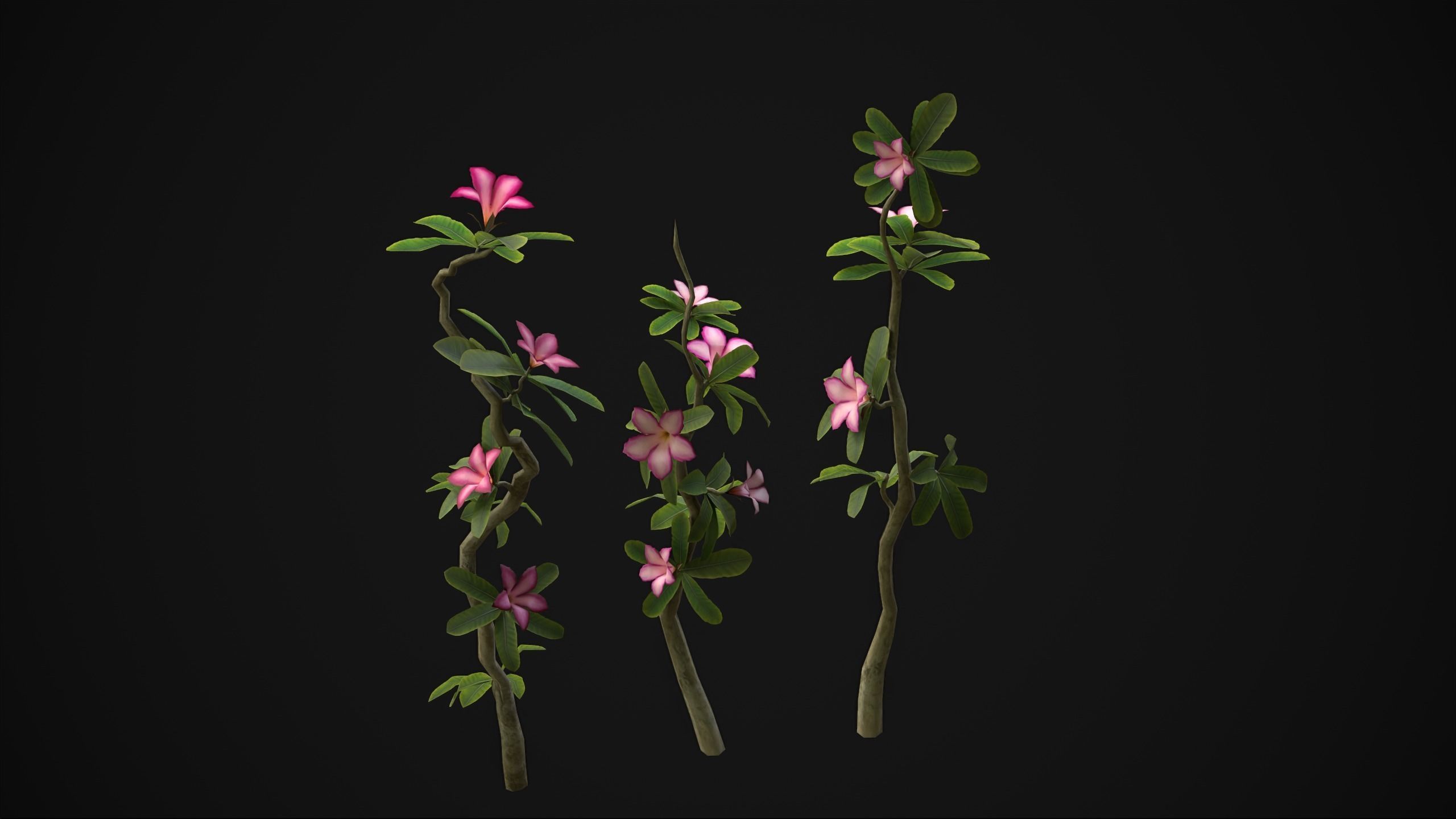 Adenium Multiflorum - Grass Low-poly 3D model_12