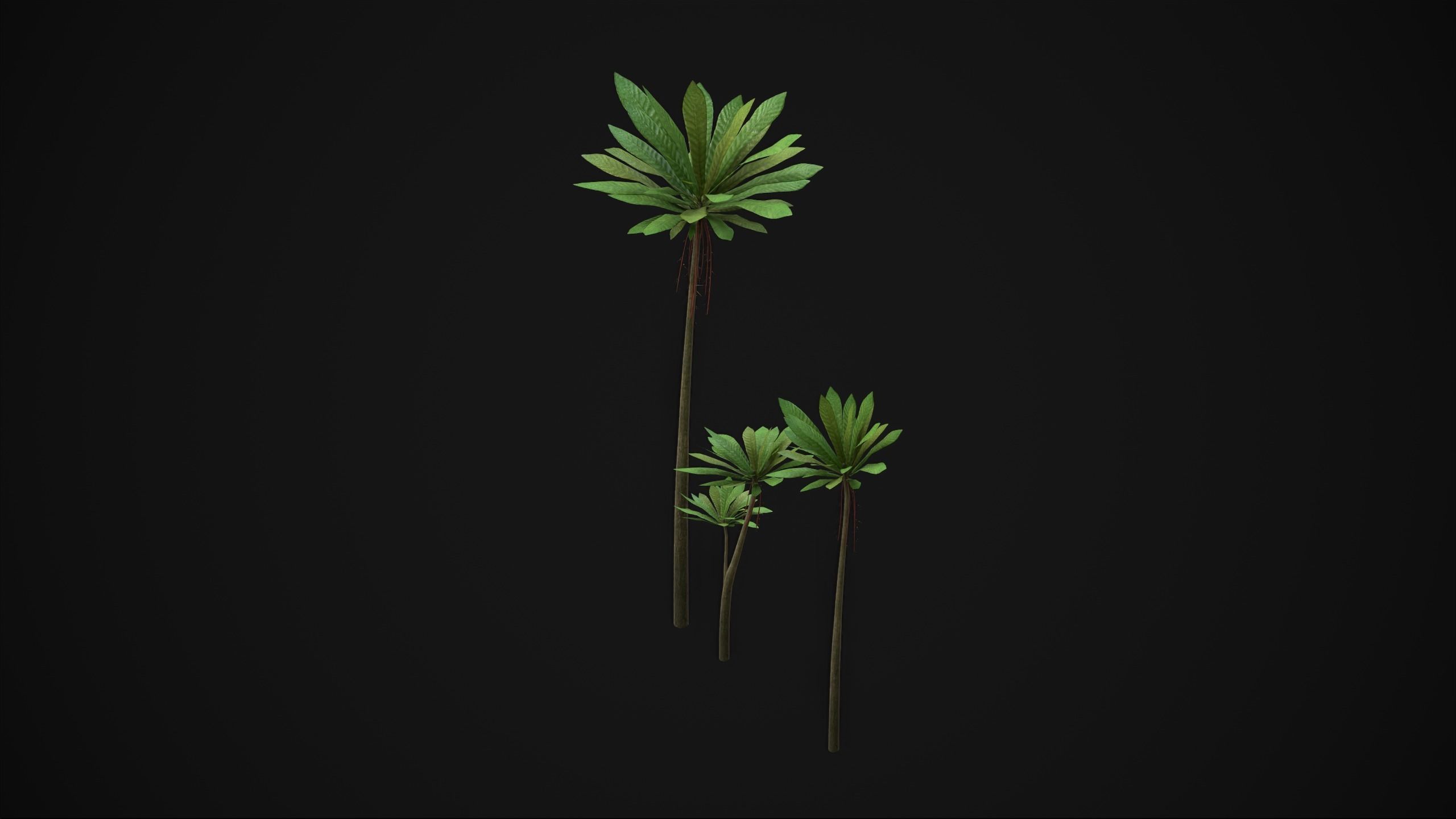 Acropogon Merytifolius - Grass Low-poly 3D model_19