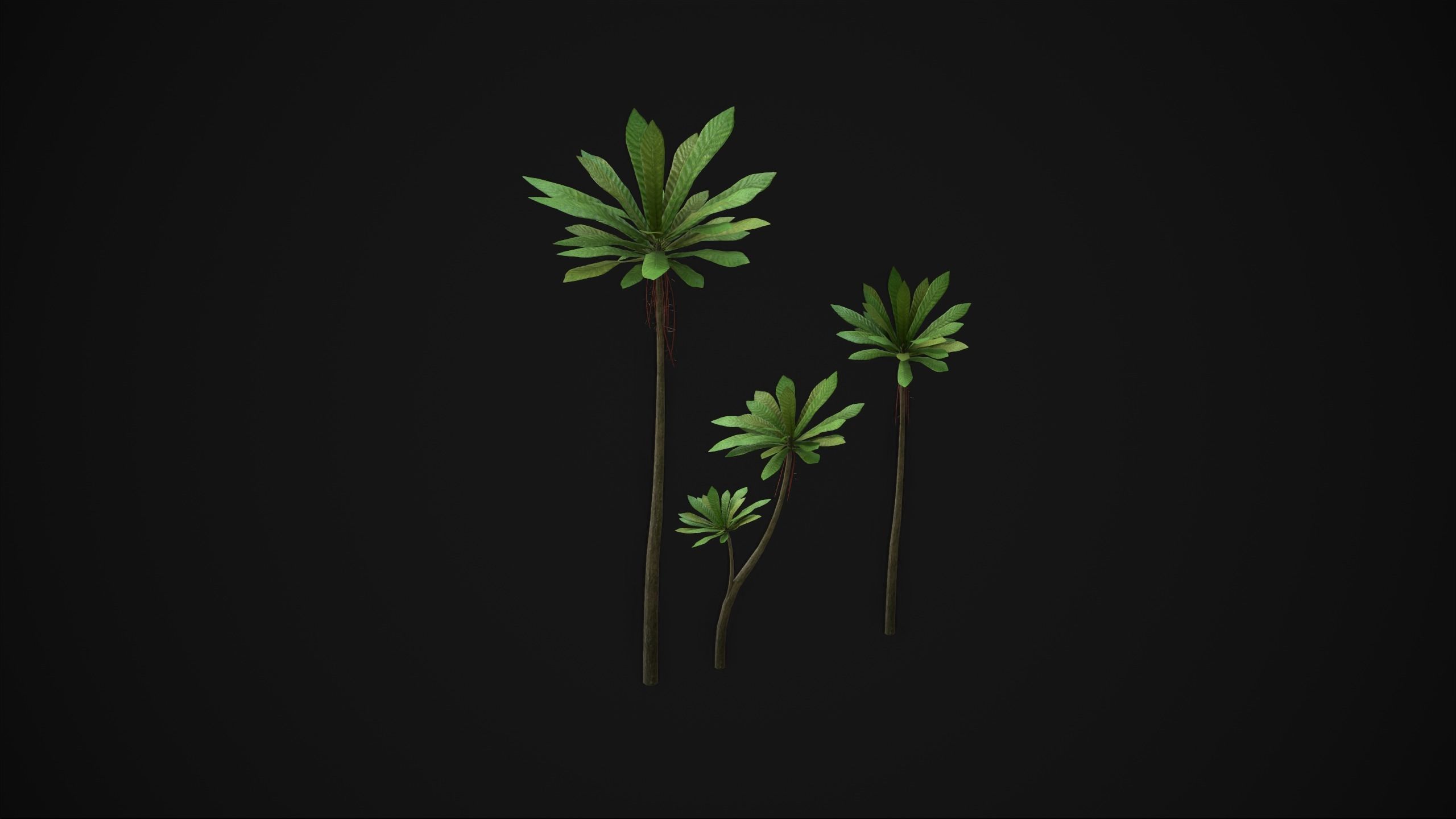 Acropogon Merytifolius - Grass Low-poly 3D model_3