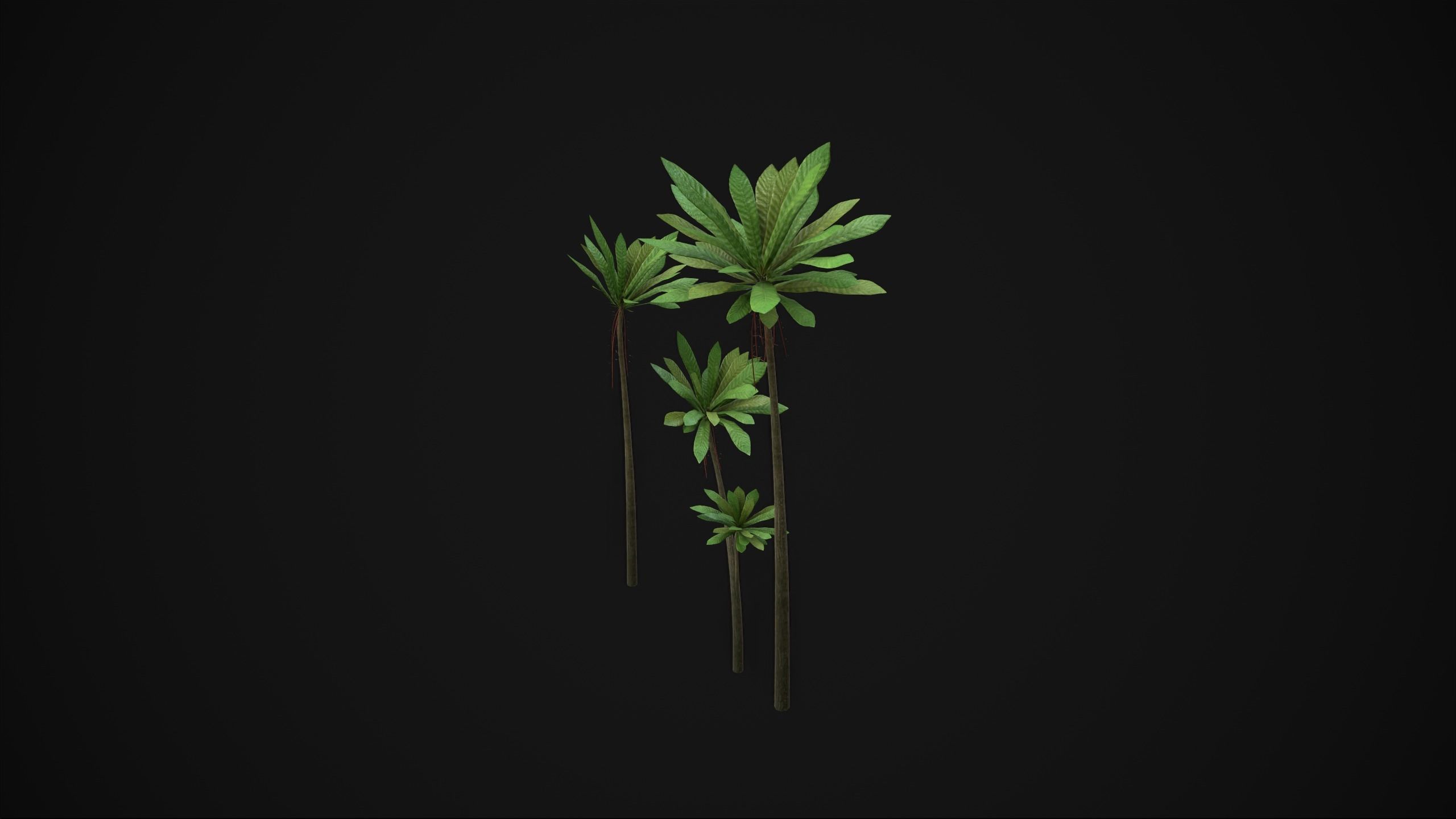 Acropogon Merytifolius - Grass Low-poly 3D model_9