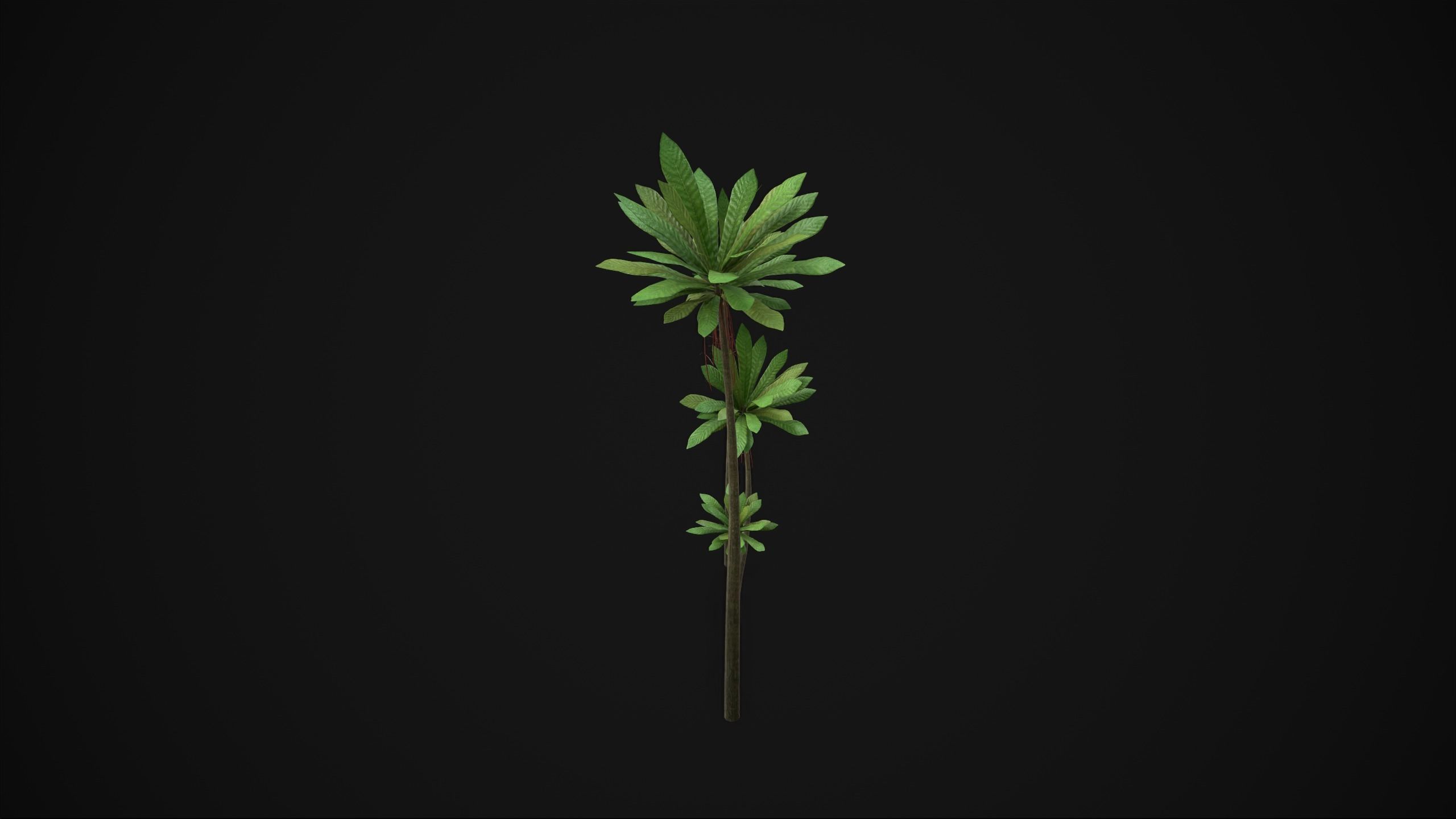 Acropogon Merytifolius - Grass Low-poly 3D model_7