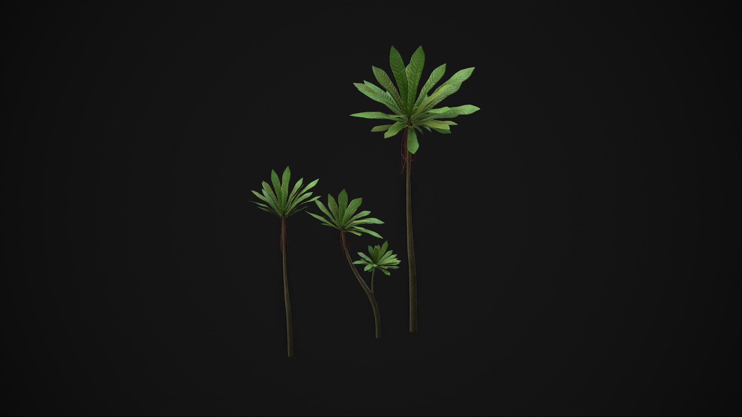 Acropogon Merytifolius - Grass Low-poly 3D model_13