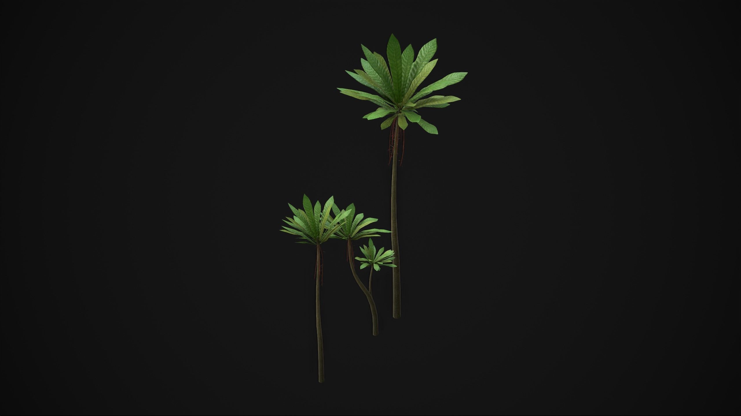 Acropogon Merytifolius - Grass Low-poly 3D model_15