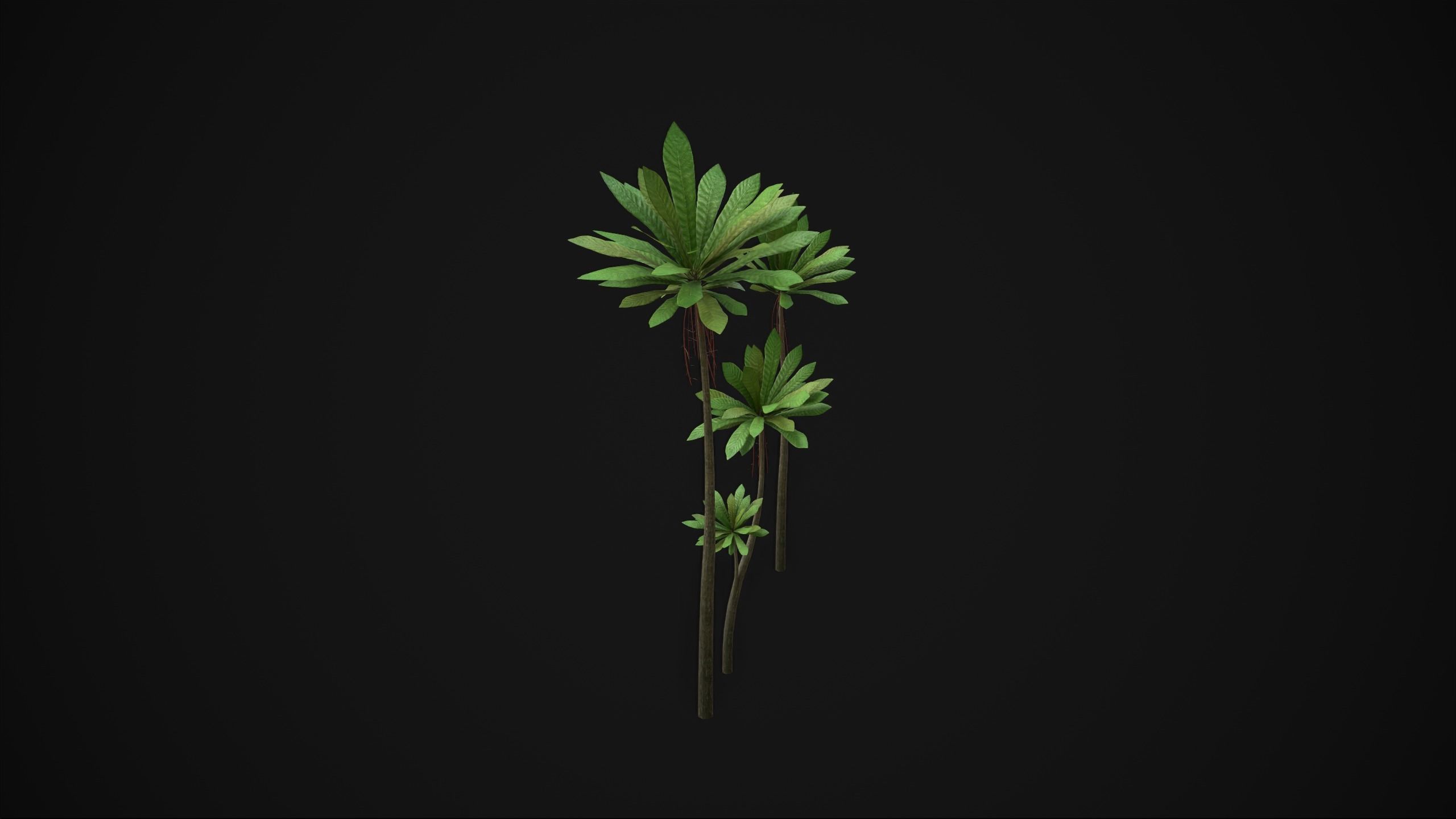 Acropogon Merytifolius - Grass Low-poly 3D model_6