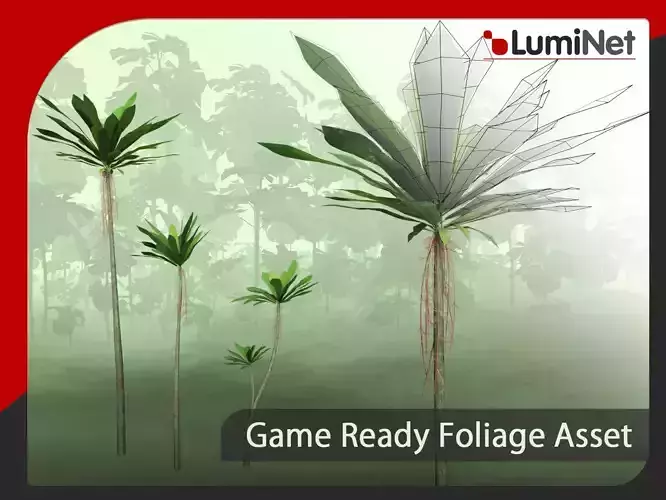 Acropogon Merytifolius - Grass