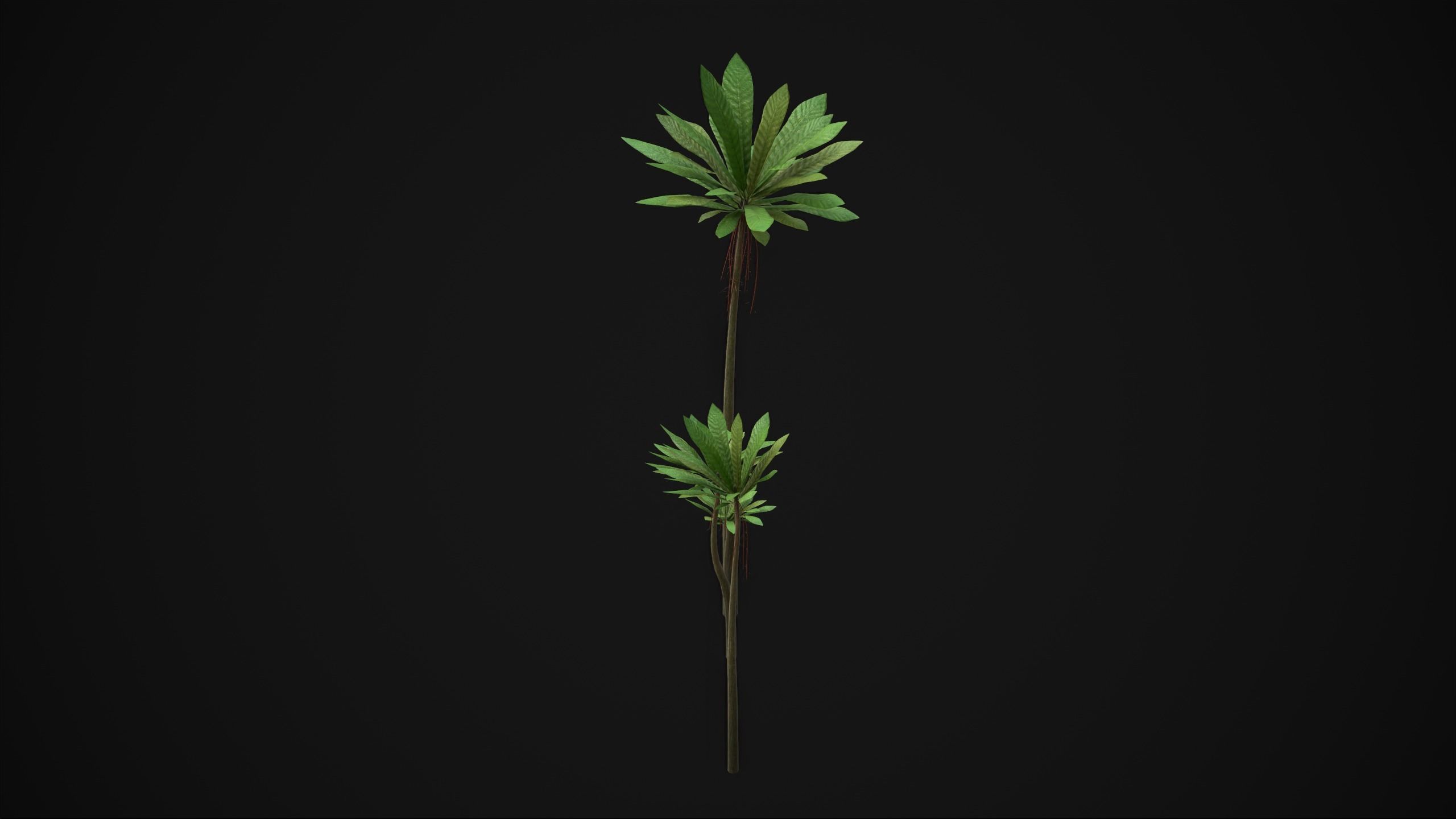 Acropogon Merytifolius - Grass Low-poly 3D model_17