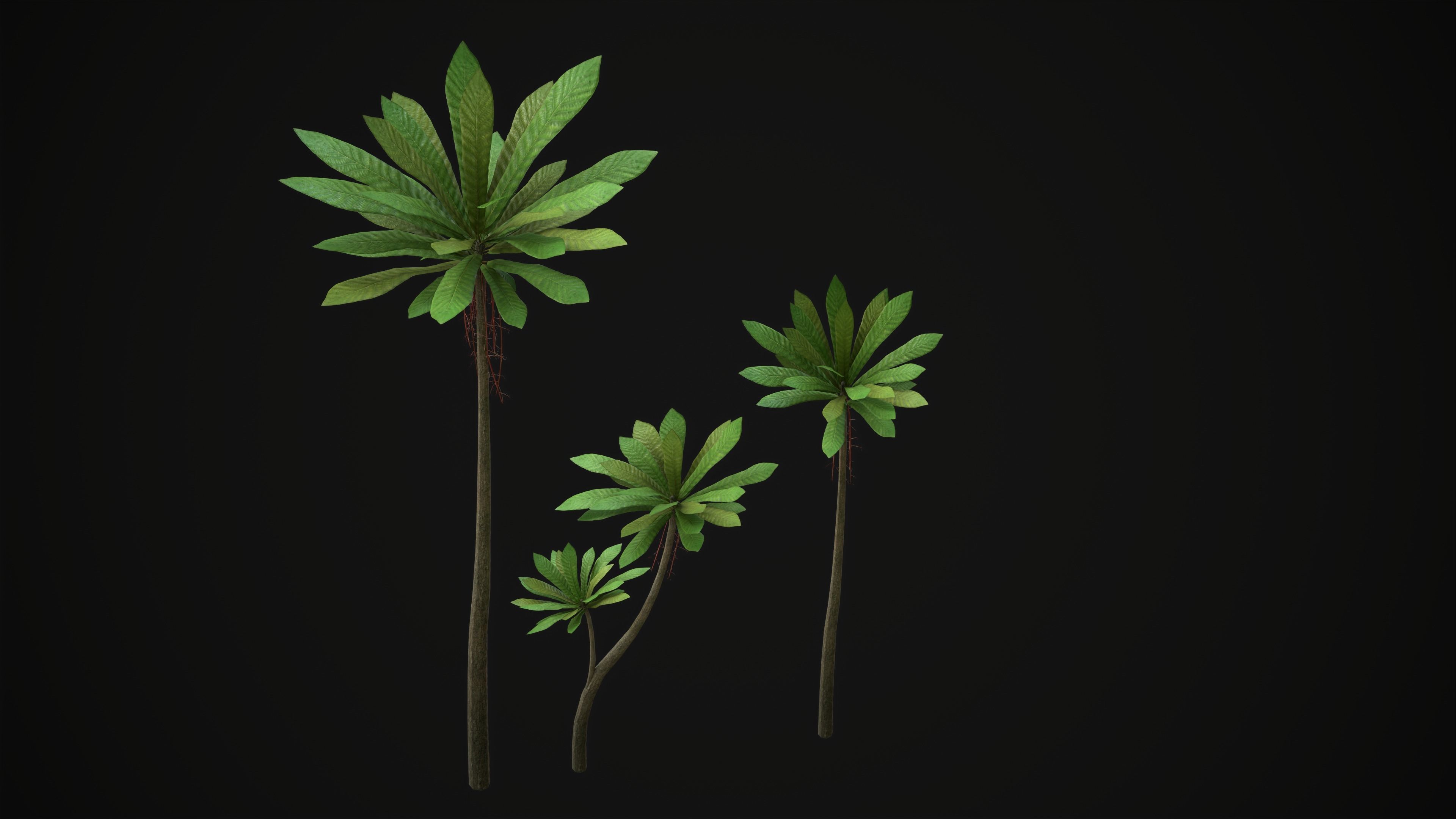 Acropogon Merytifolius - Grass Low-poly 3D model_1