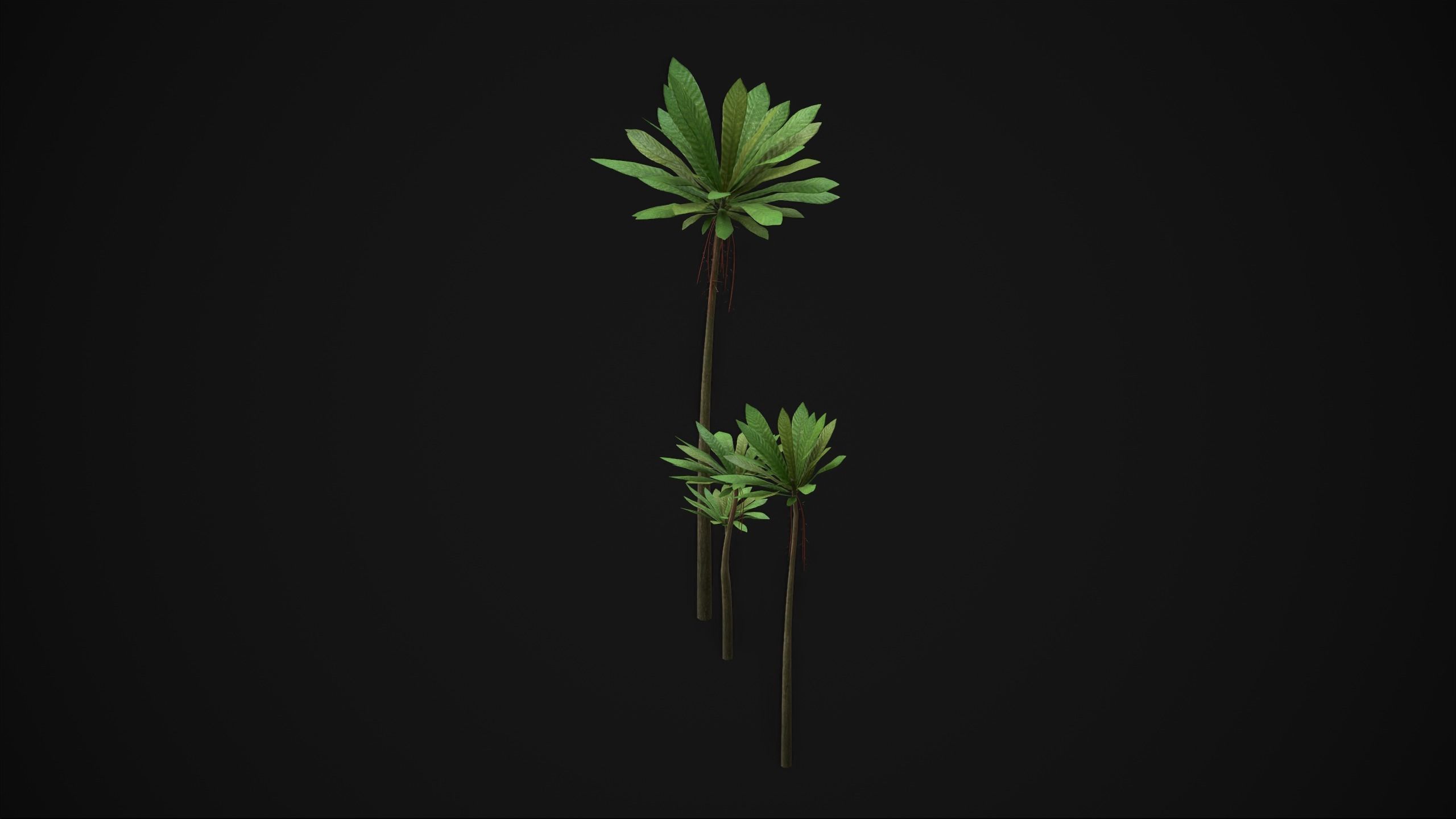 Acropogon Merytifolius - Grass Low-poly 3D model_18