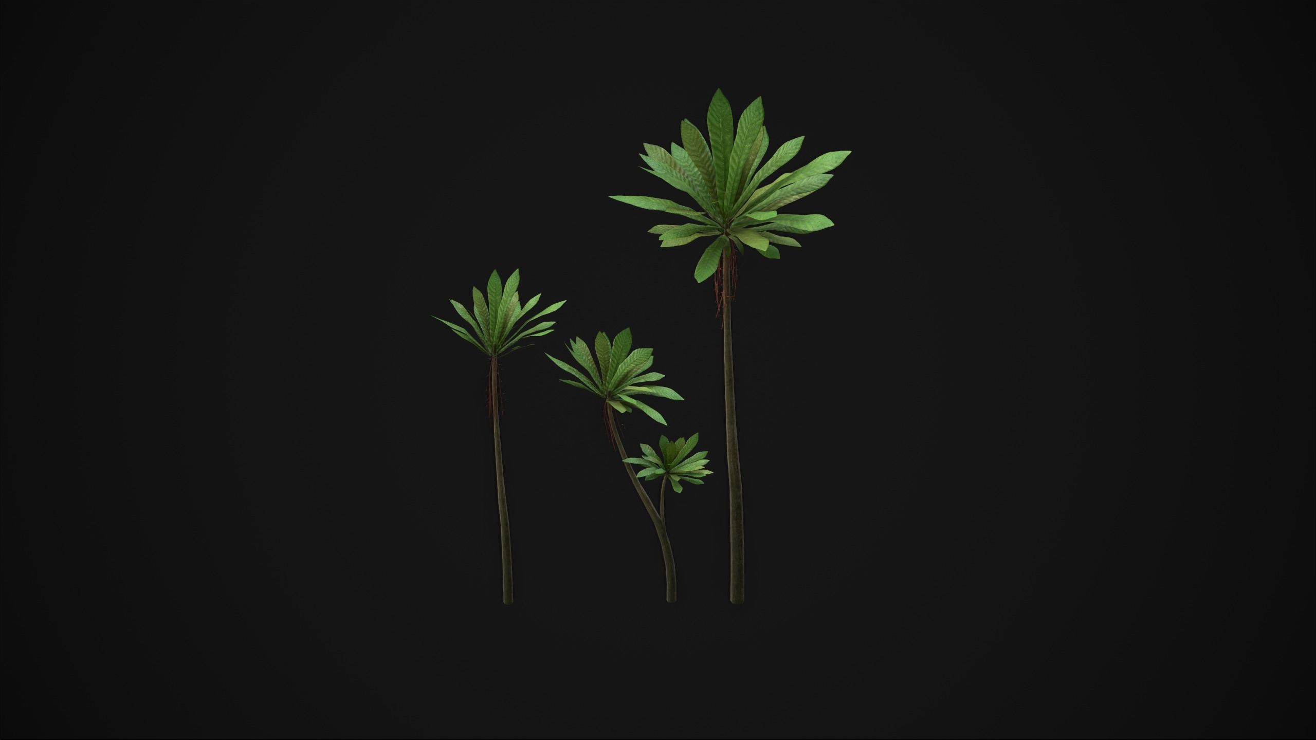 Acropogon Merytifolius - Grass Low-poly 3D model_12