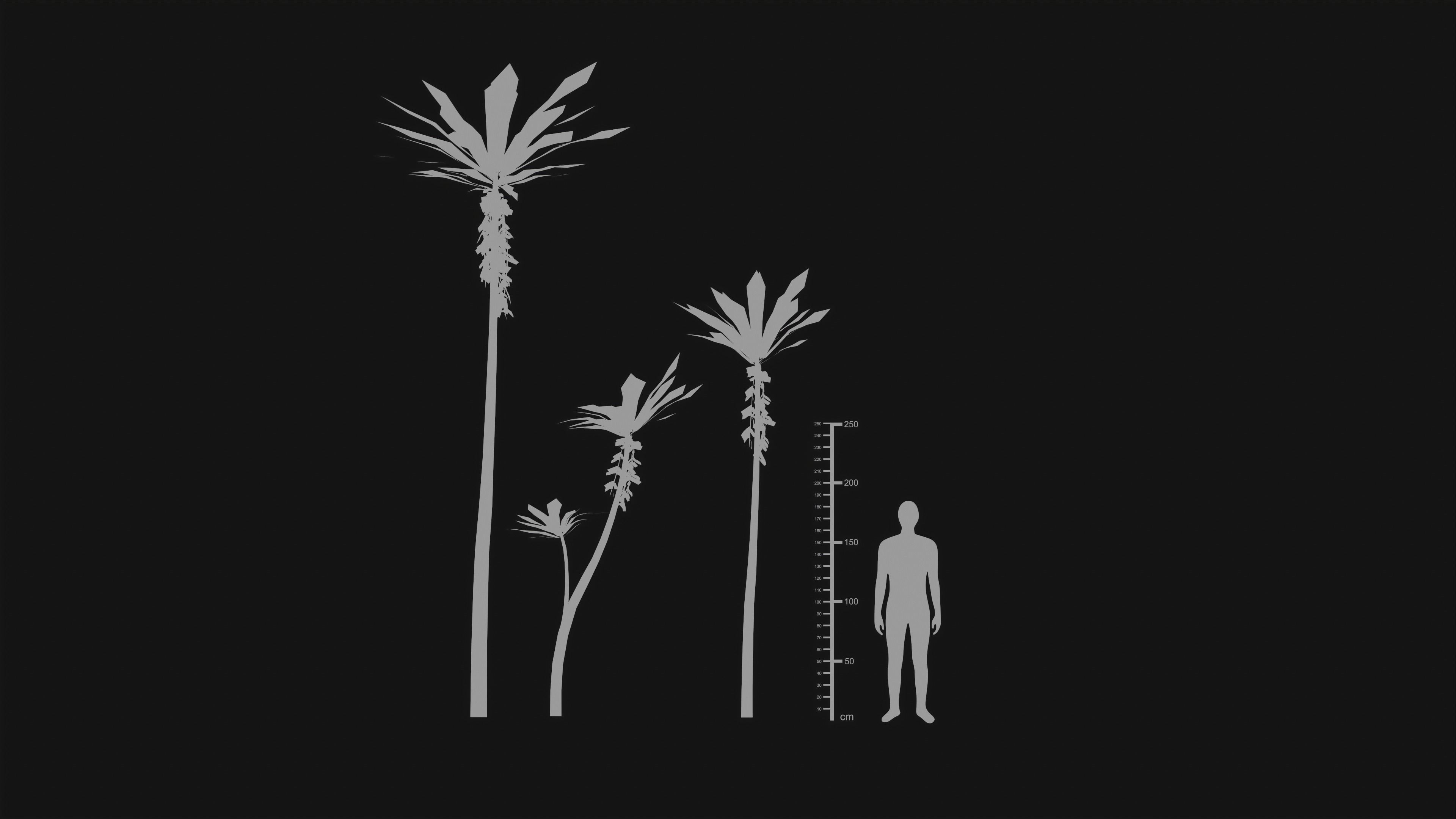 Acropogon Merytifolius - Grass Low-poly 3D model_22