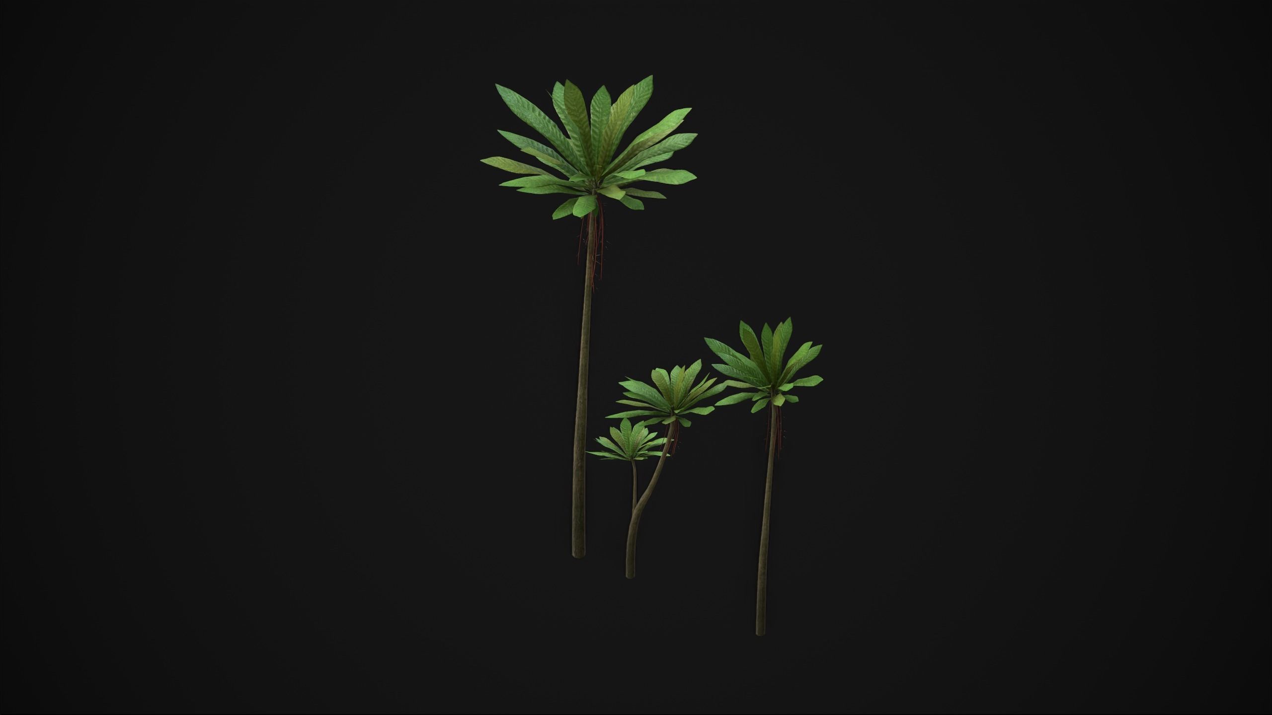 Acropogon Merytifolius - Grass Low-poly 3D model_20