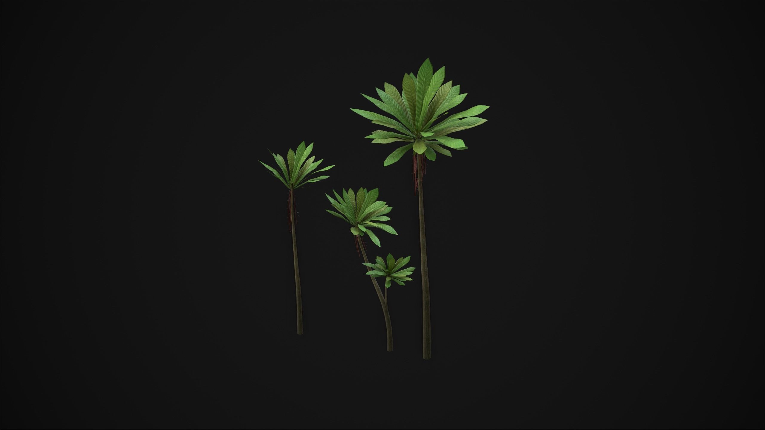 Acropogon Merytifolius - Grass Low-poly 3D model_11