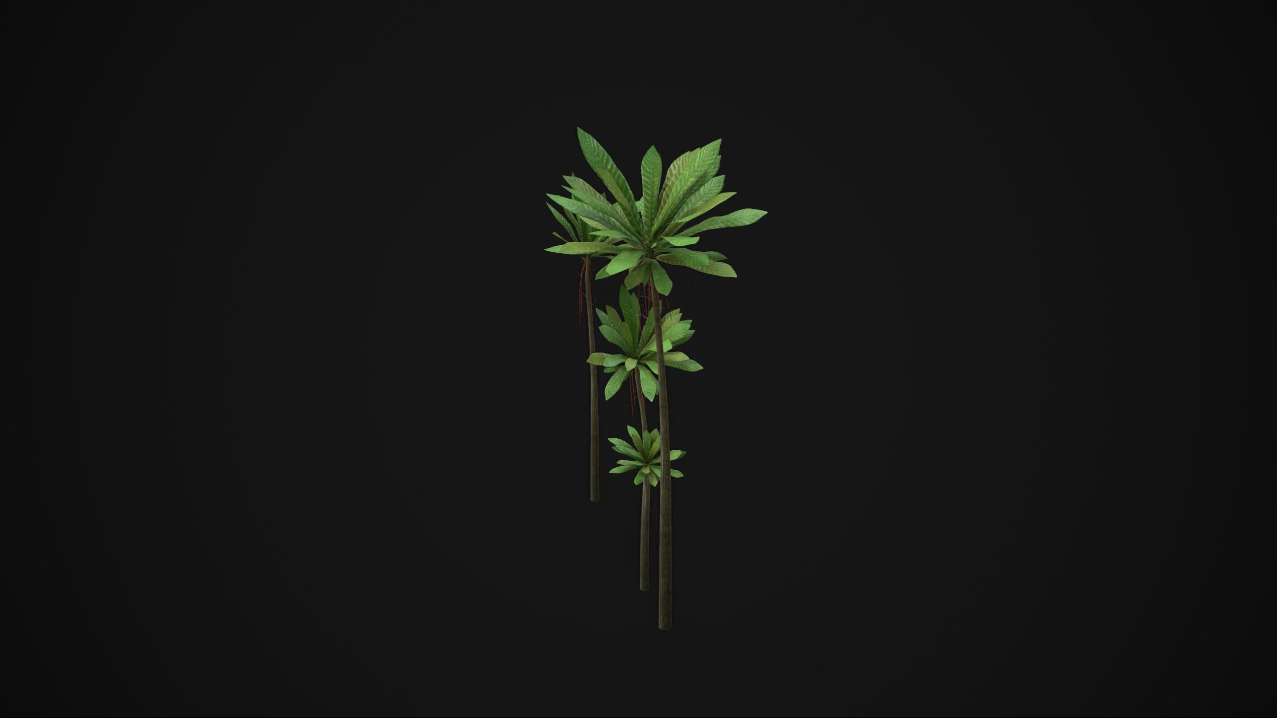 Acropogon Merytifolius - Grass Low-poly 3D model_8