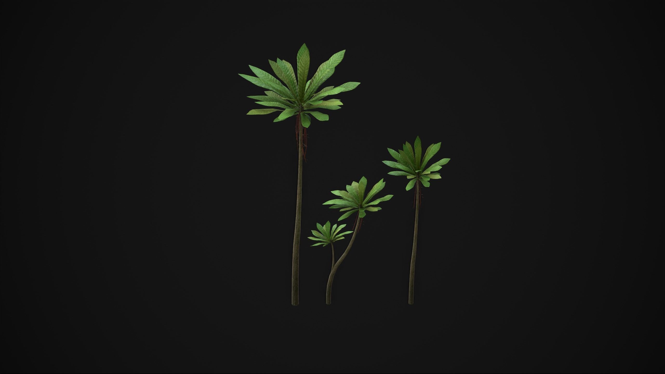 Acropogon Merytifolius - Grass Low-poly 3D model_2