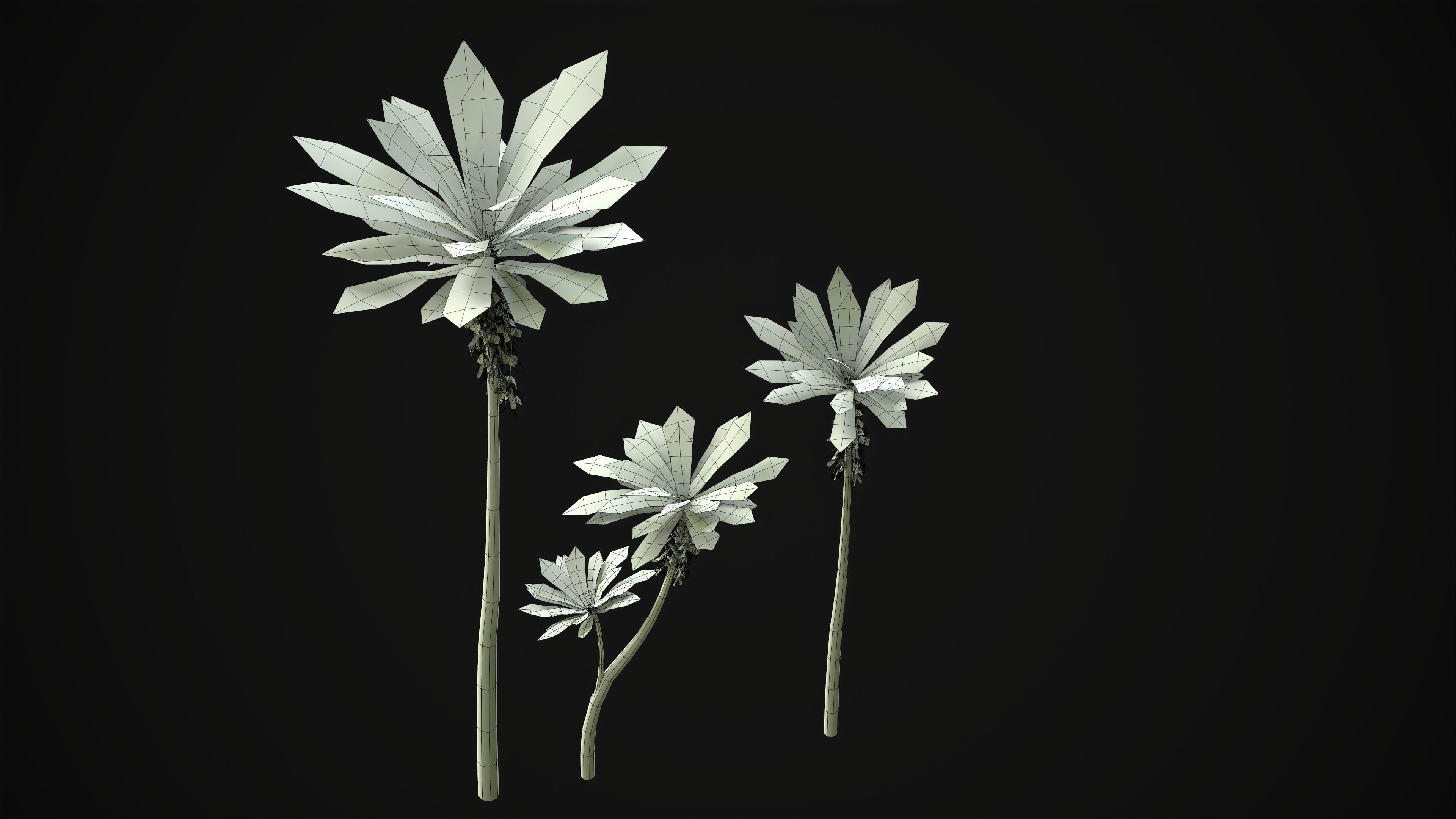 Acropogon Merytifolius - Grass Low-poly 3D model_24