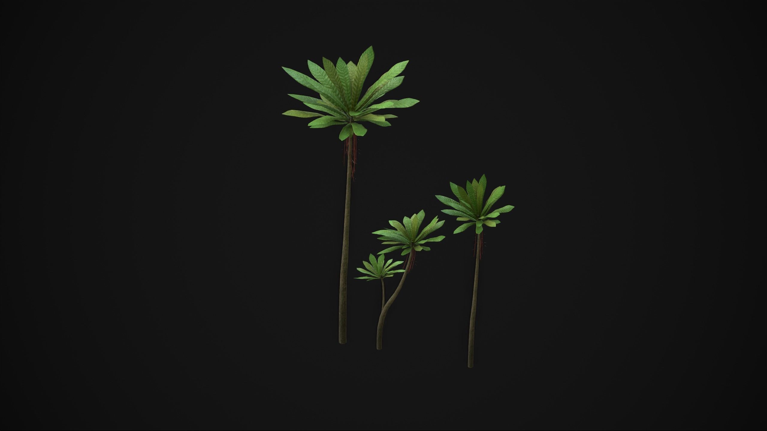 Acropogon Merytifolius - Grass Low-poly 3D model_21
