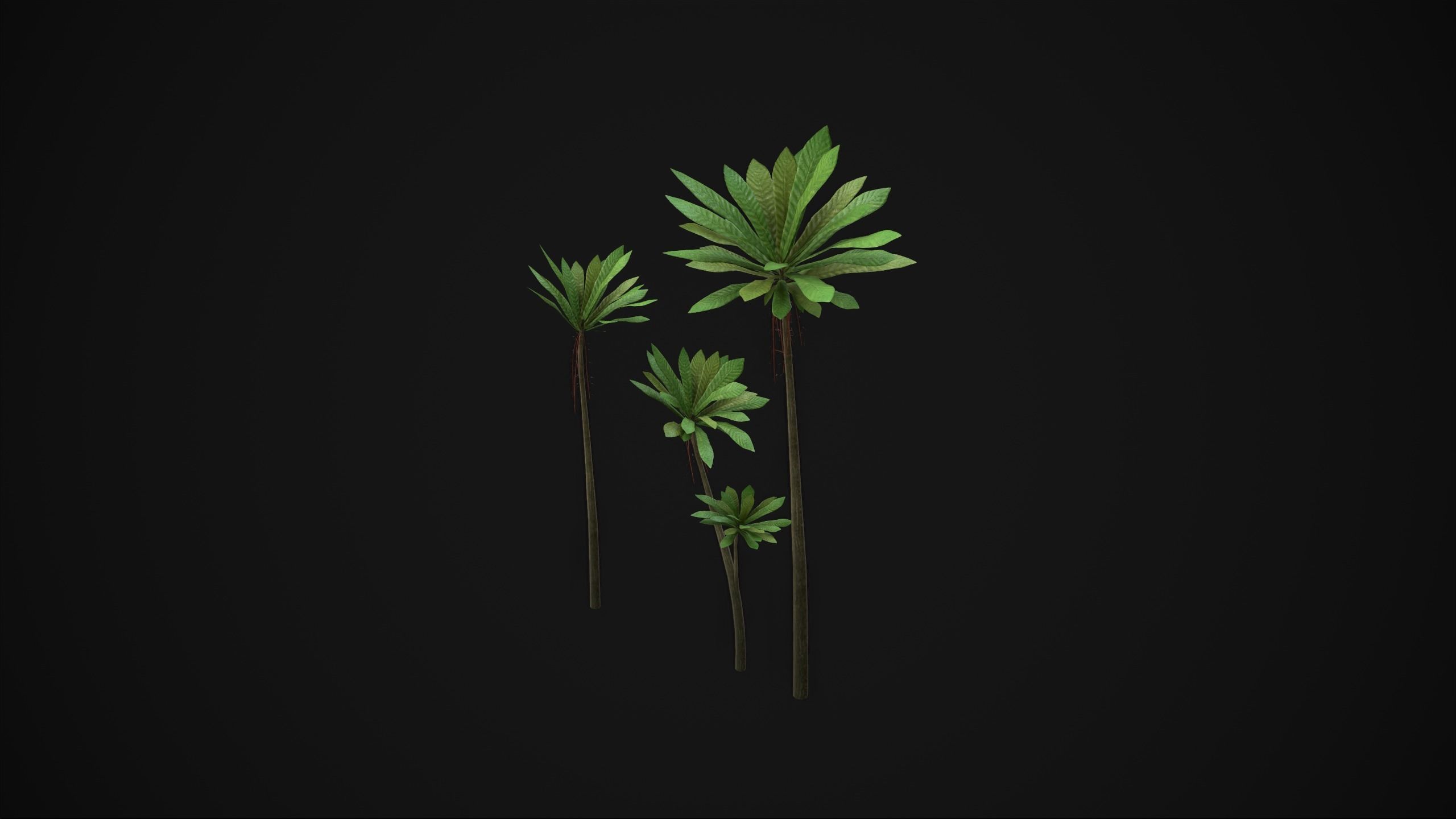 Acropogon Merytifolius - Grass Low-poly 3D model_10