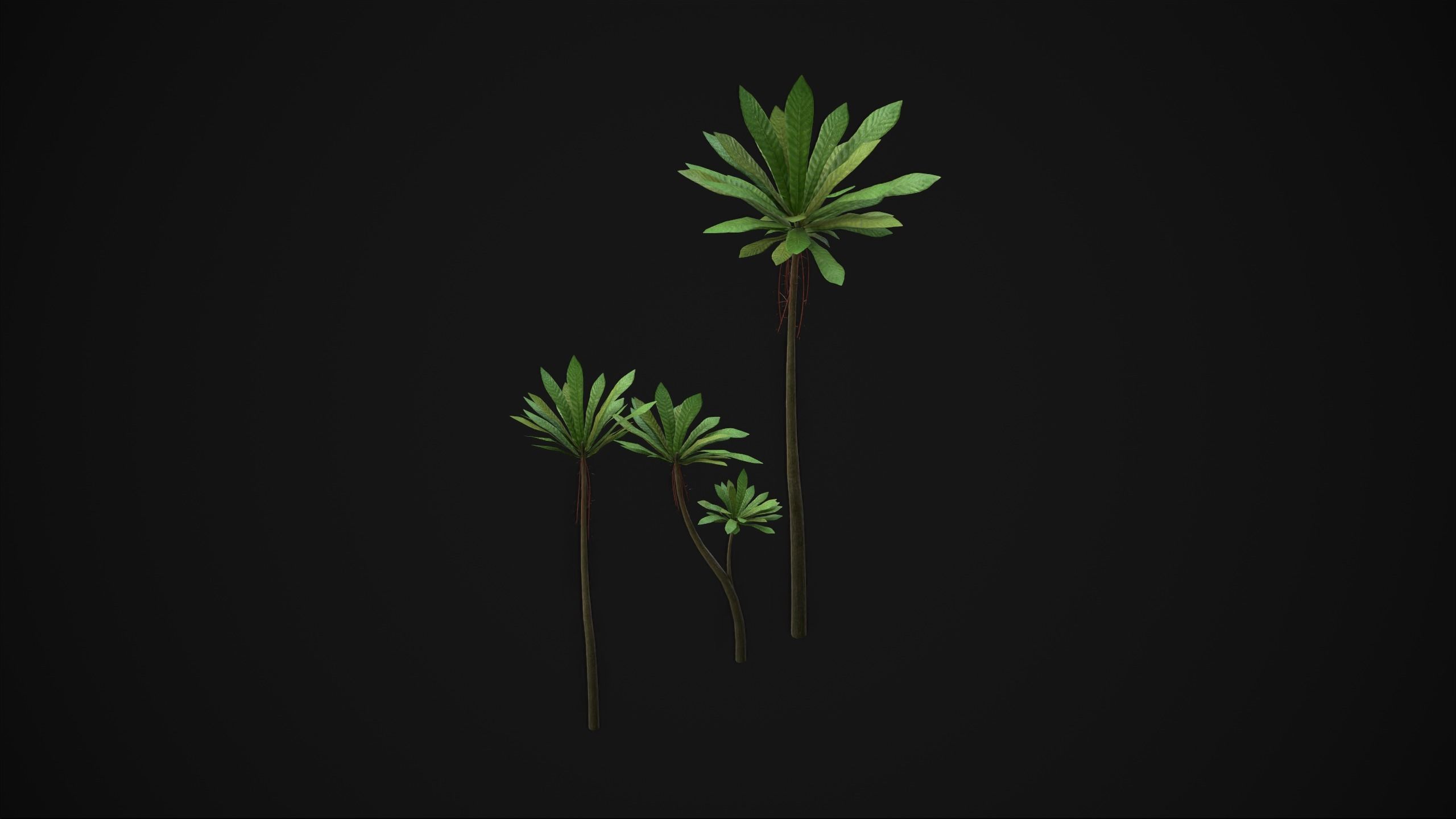 Acropogon Merytifolius - Grass Low-poly 3D model_14