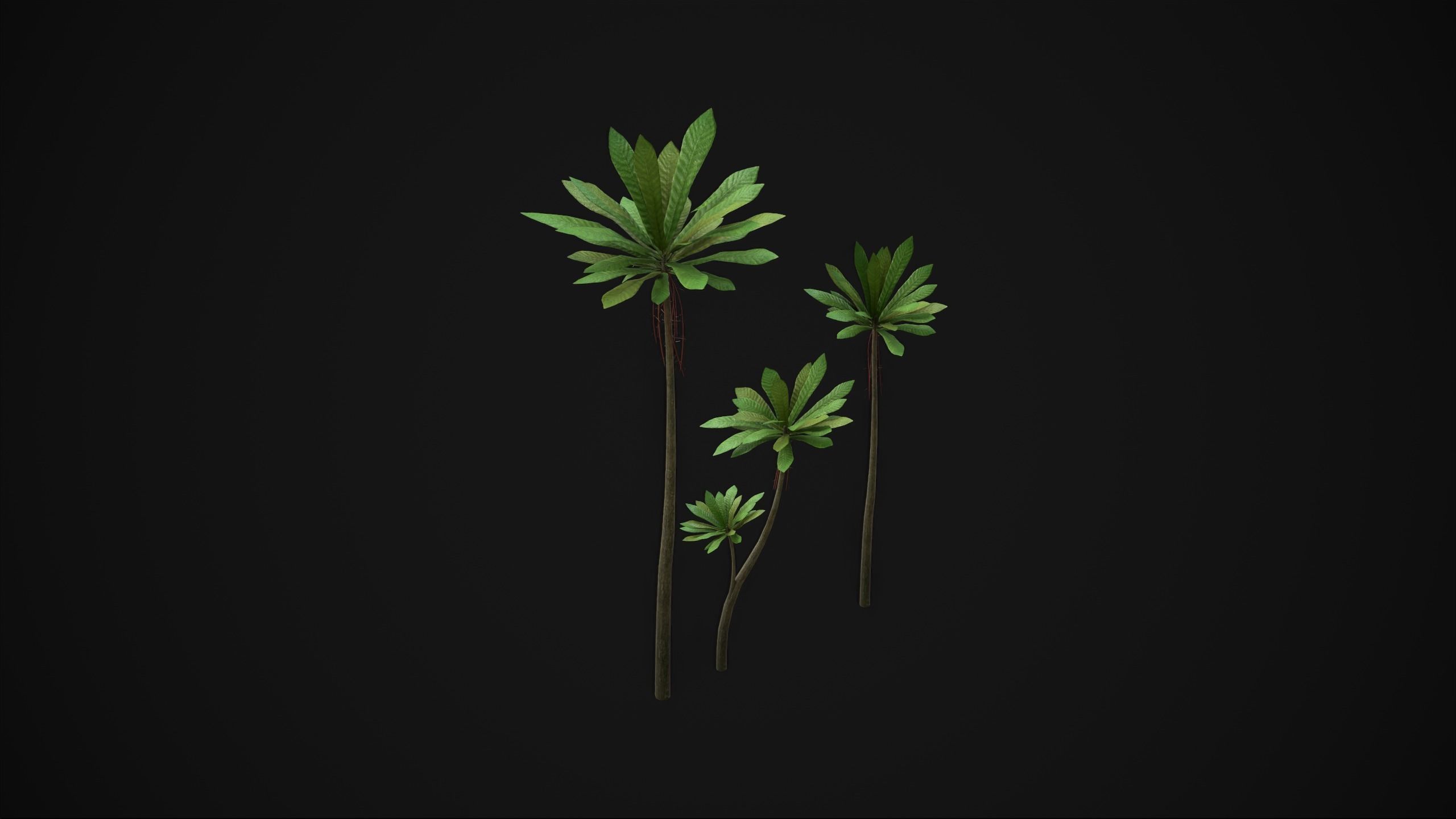 Acropogon Merytifolius - Grass Low-poly 3D model_4