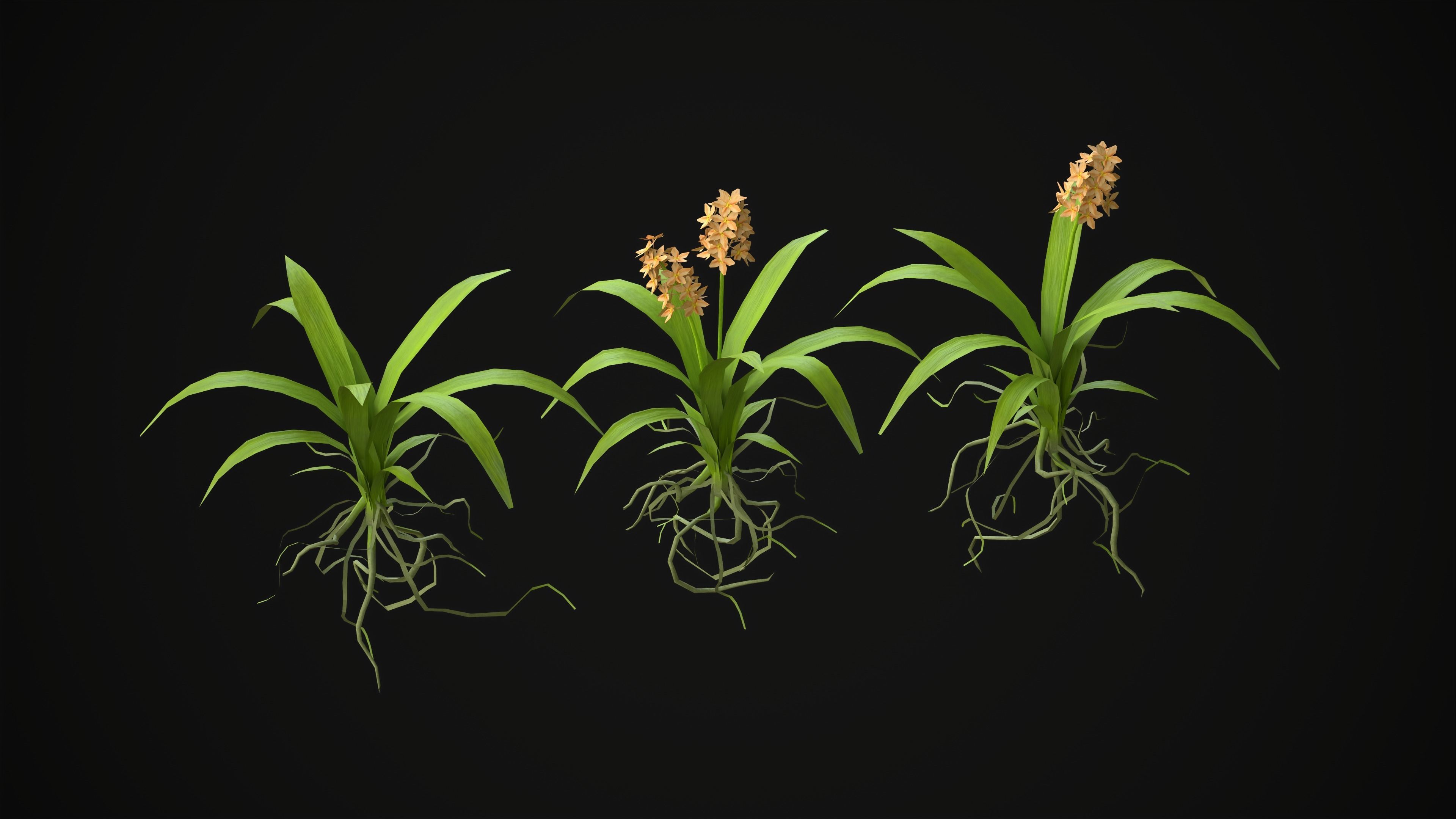 Acalypha Hispida - Grass Low-poly 3D model_21