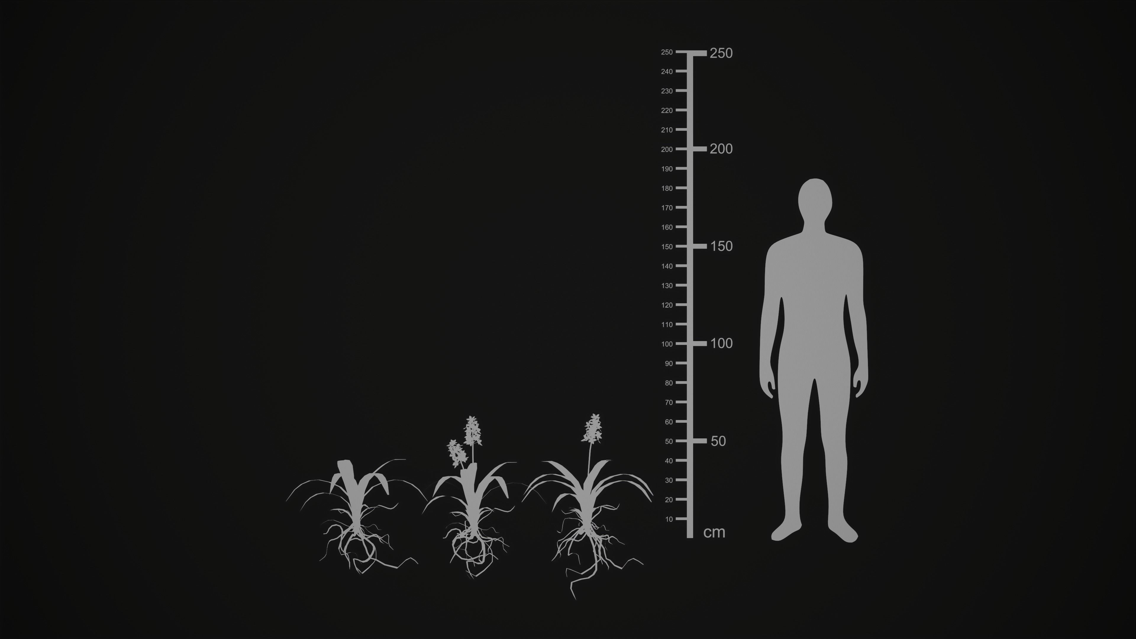 Acalypha Hispida - Grass Low-poly 3D model_22