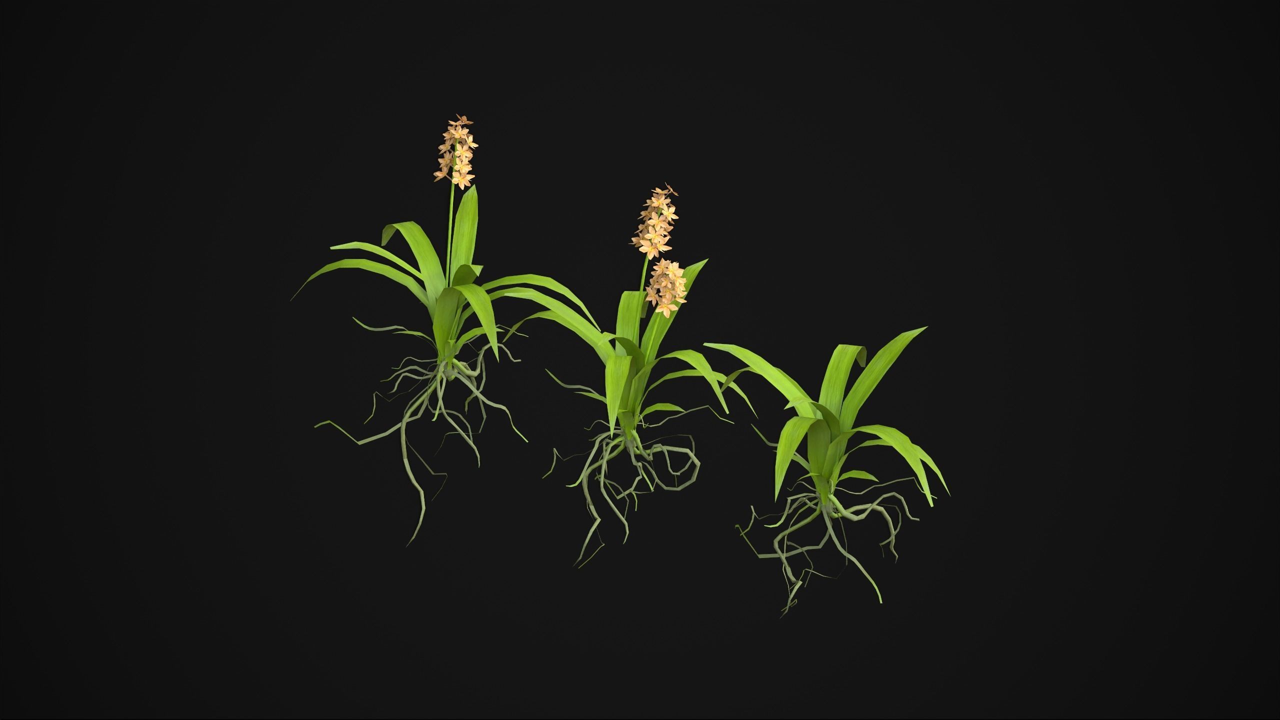 Acalypha Hispida - Grass Low-poly 3D model_19