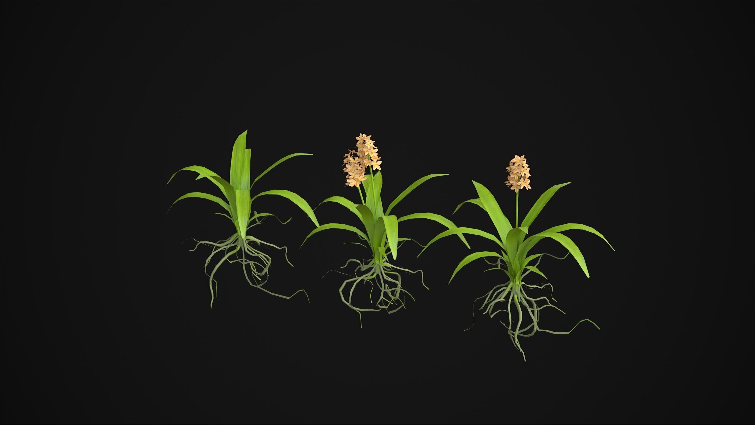 Acalypha Hispida - Grass Low-poly 3D model_10