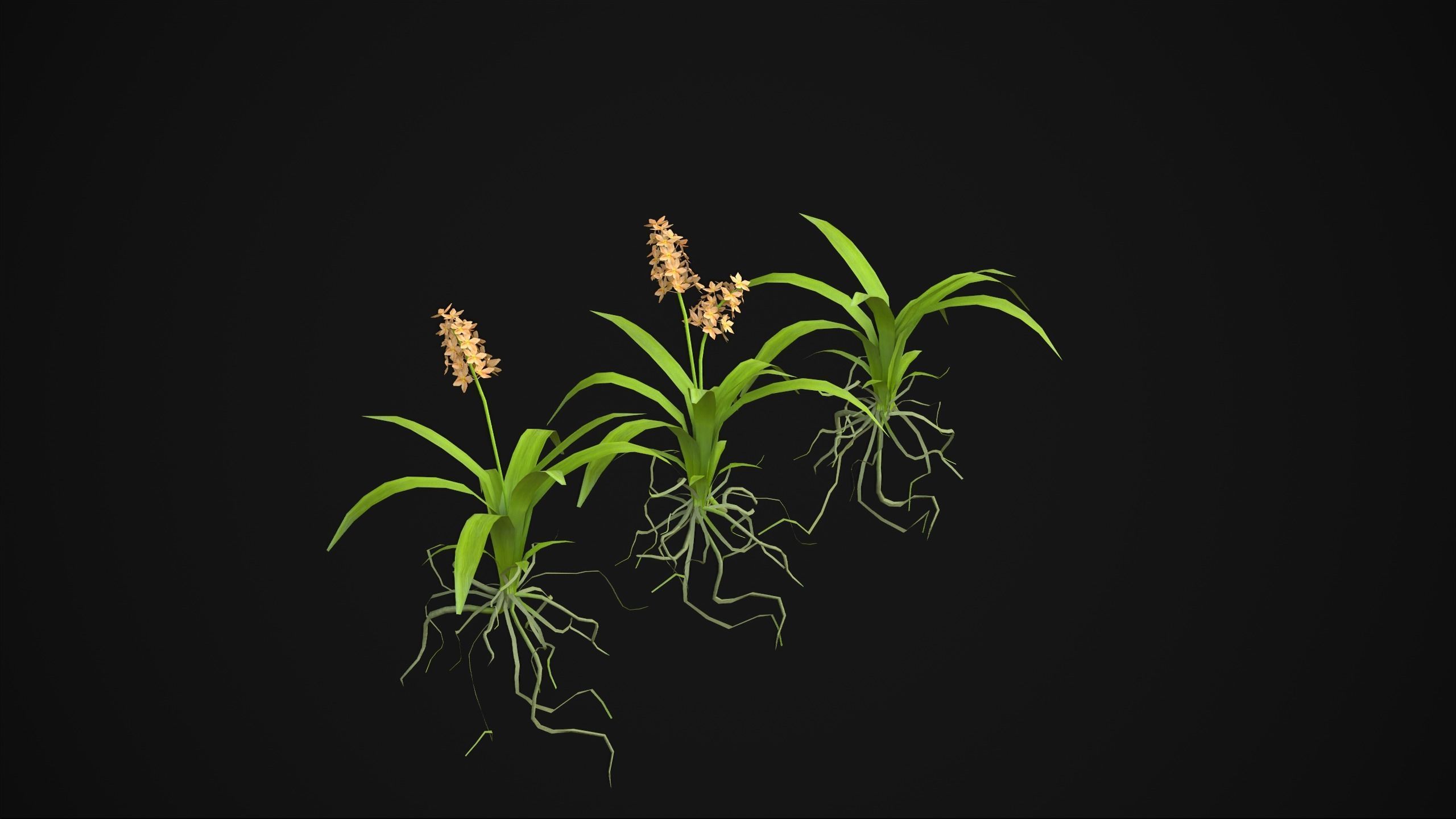 Acalypha Hispida - Grass Low-poly 3D model_4
