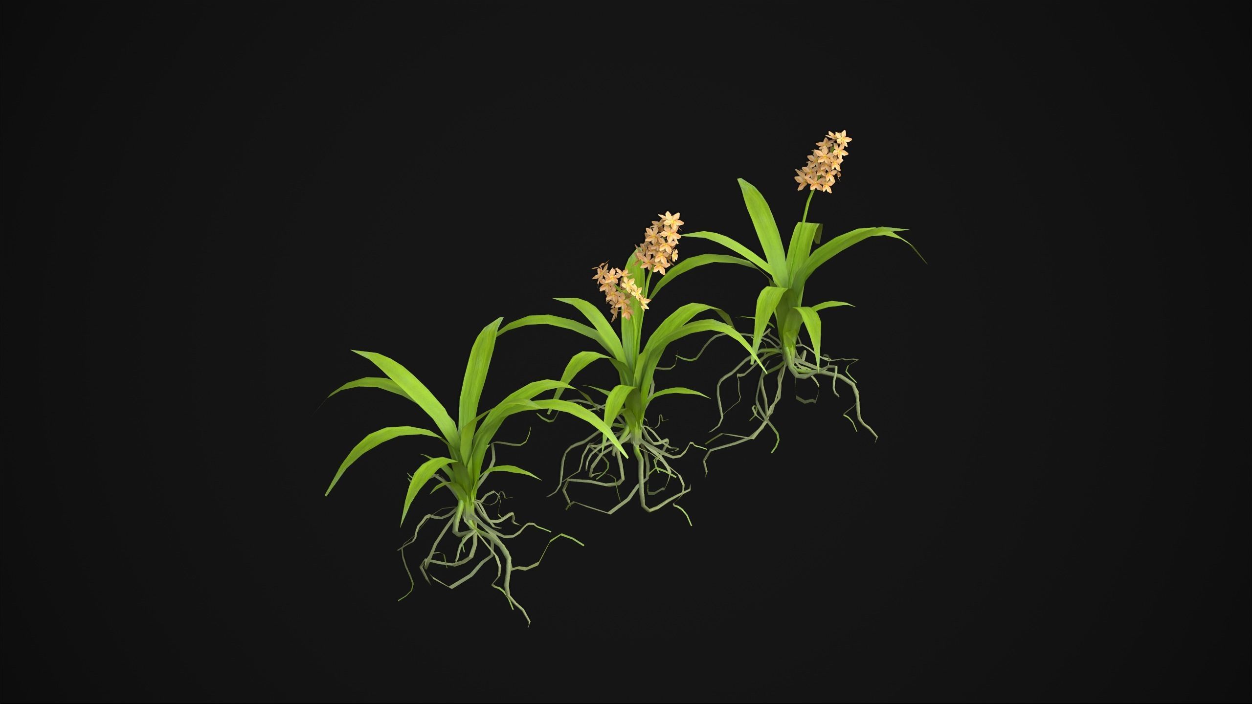 Acalypha Hispida - Grass Low-poly 3D model_14