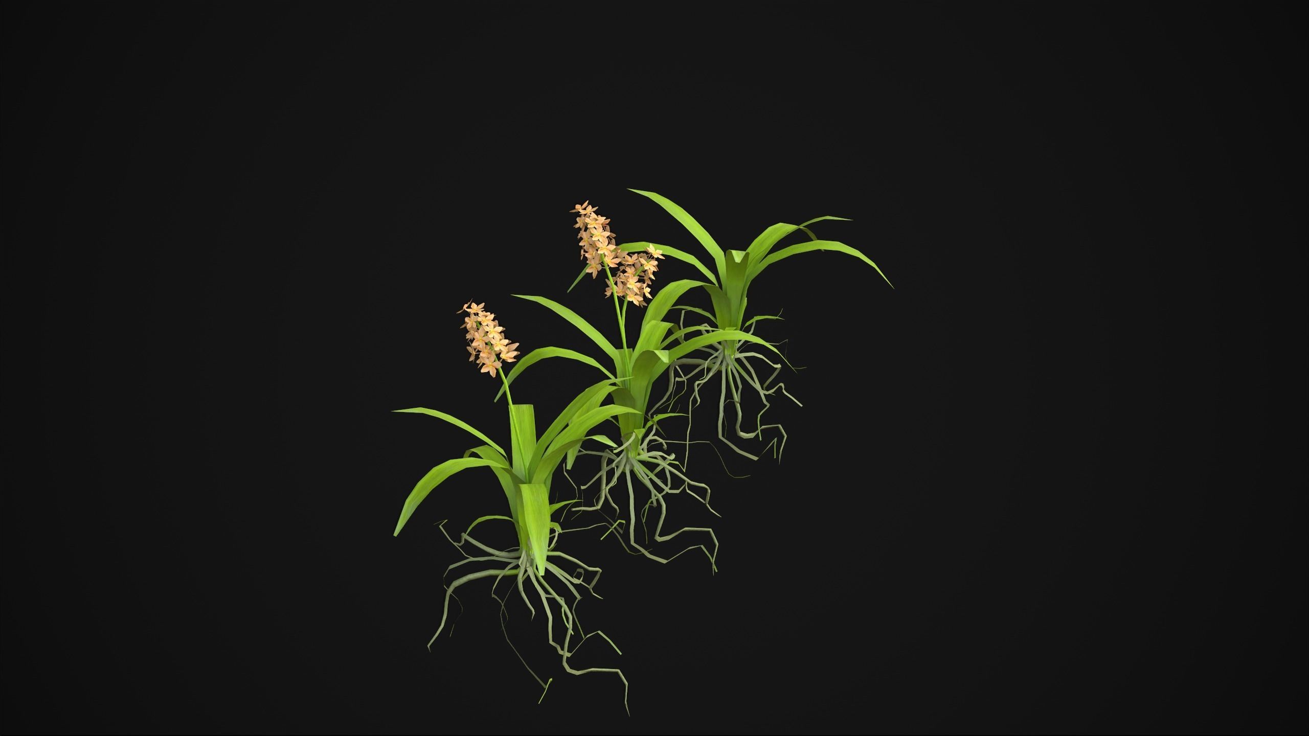 Acalypha Hispida - Grass Low-poly 3D model_5