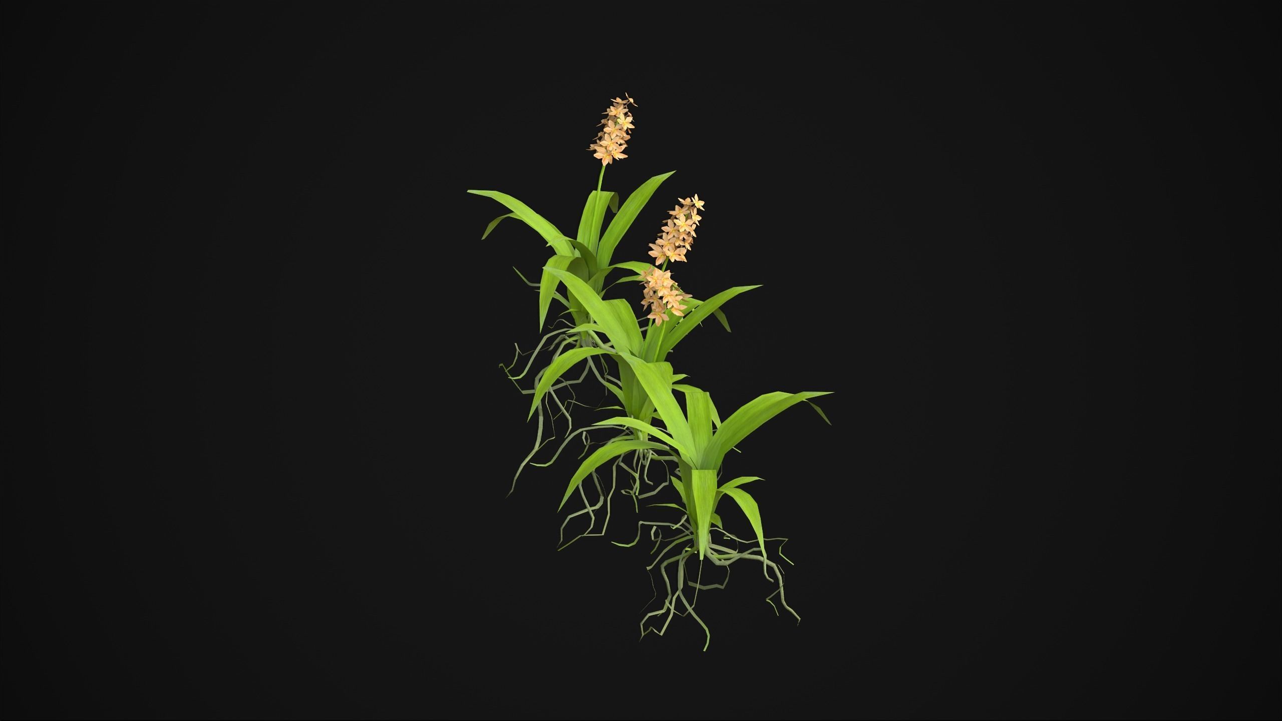 Acalypha Hispida - Grass Low-poly 3D model_17