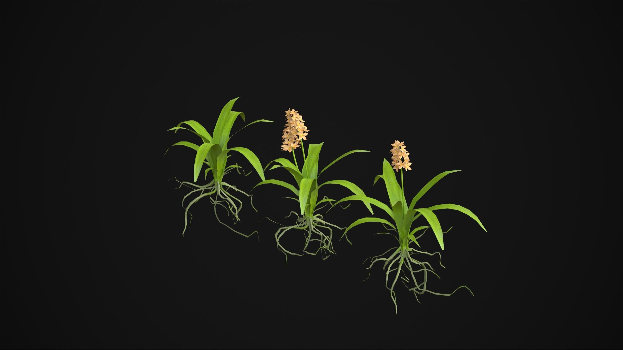 Acalypha Hispida - Grass Low-poly 3D model_9