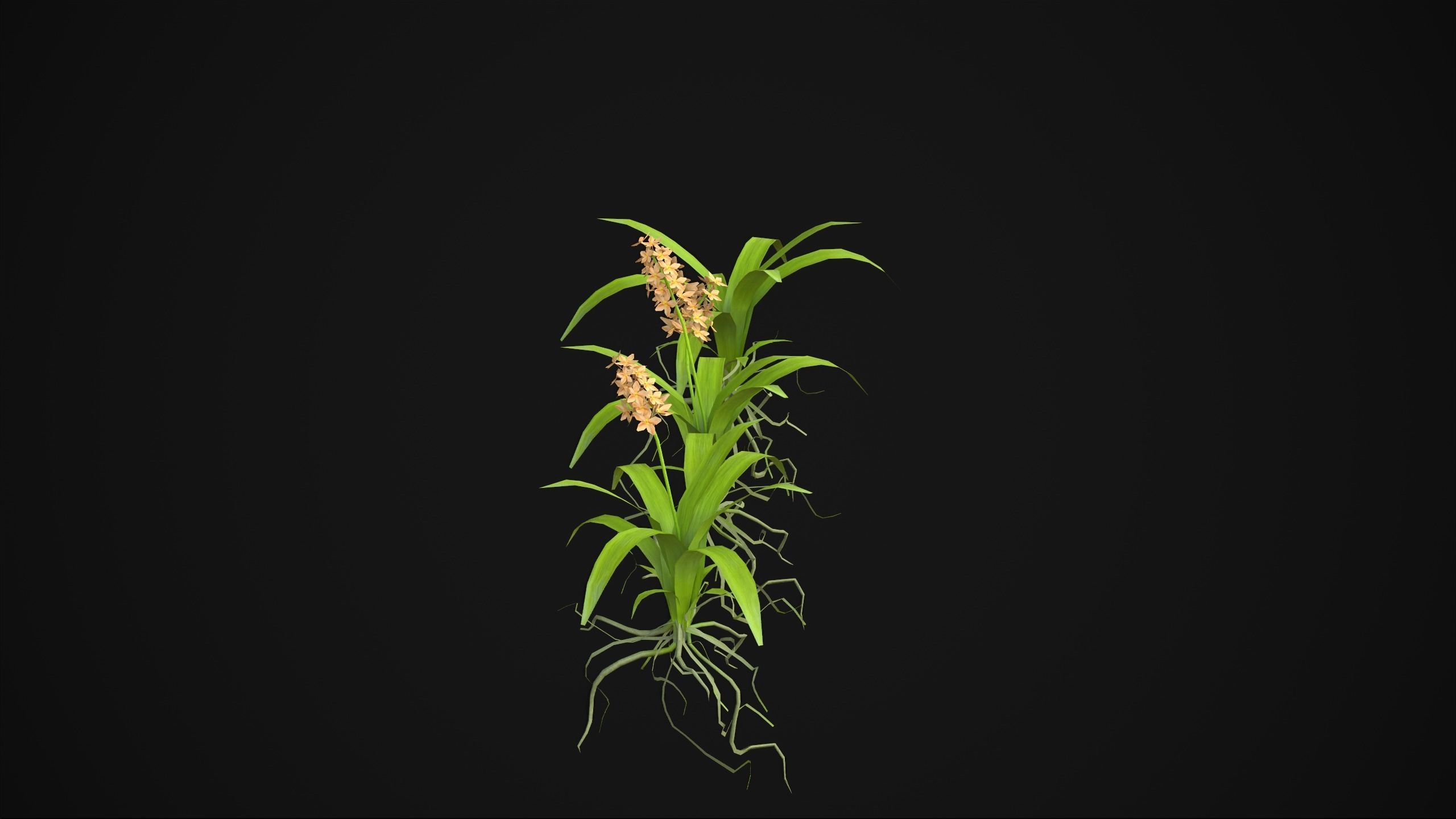 Acalypha Hispida - Grass Low-poly 3D model_6