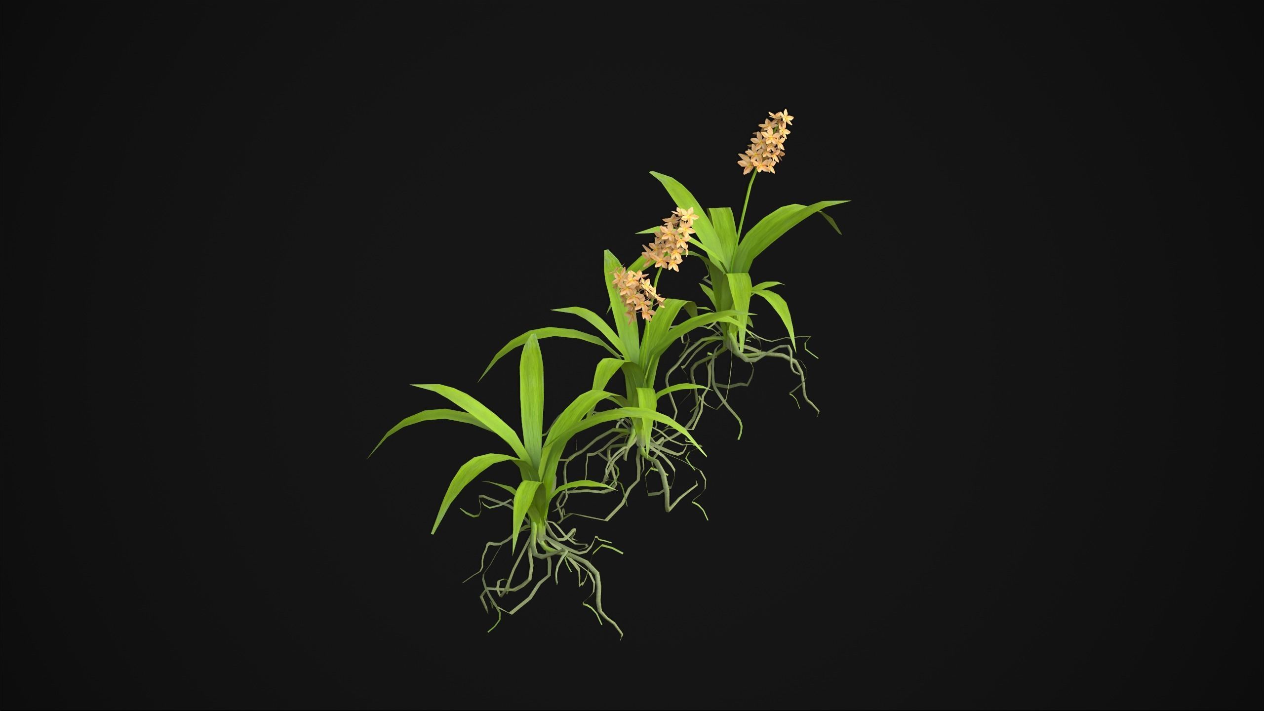 Acalypha Hispida - Grass Low-poly 3D model_15