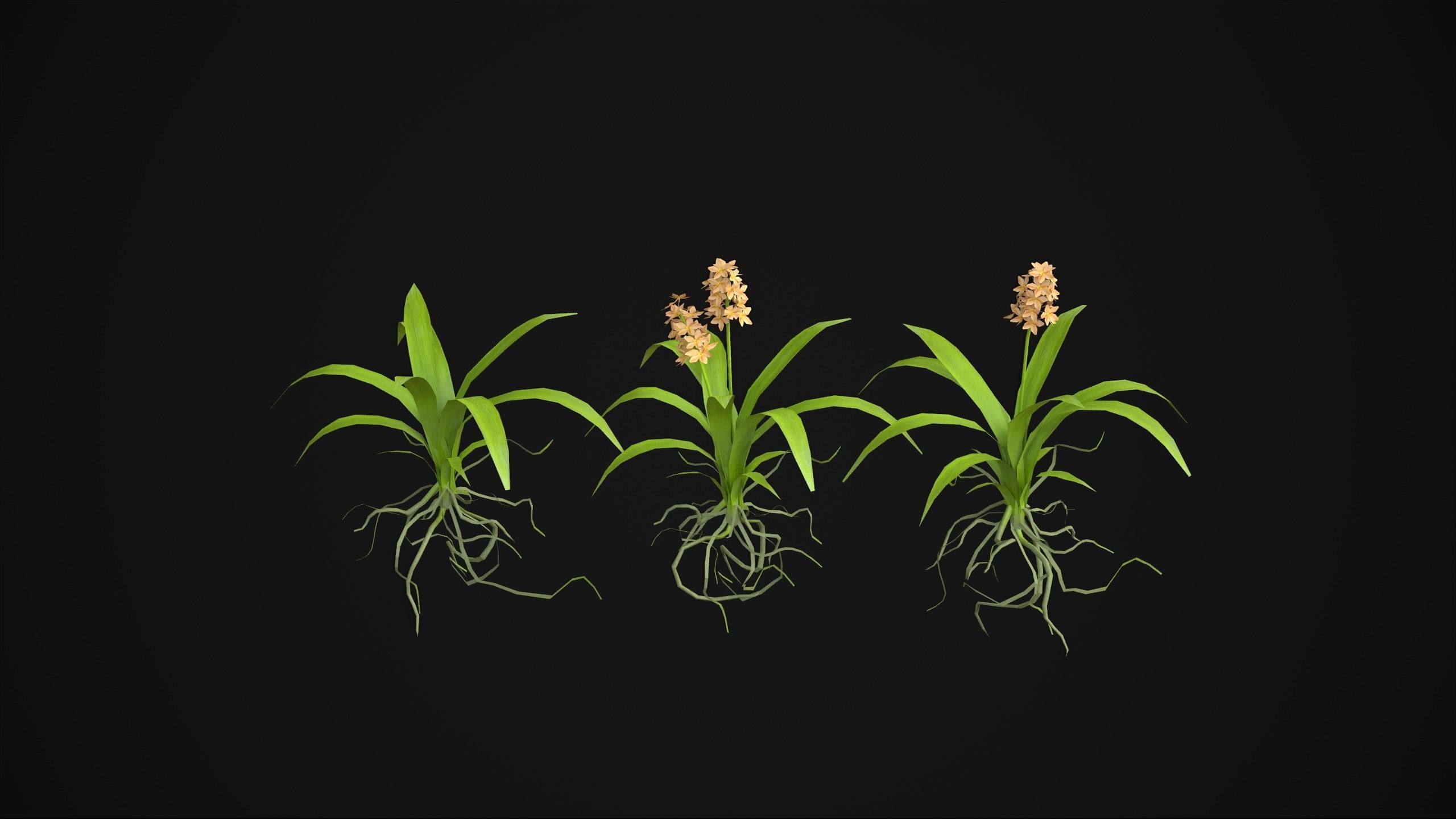 Acalypha Hispida - Grass Low-poly 3D model_11