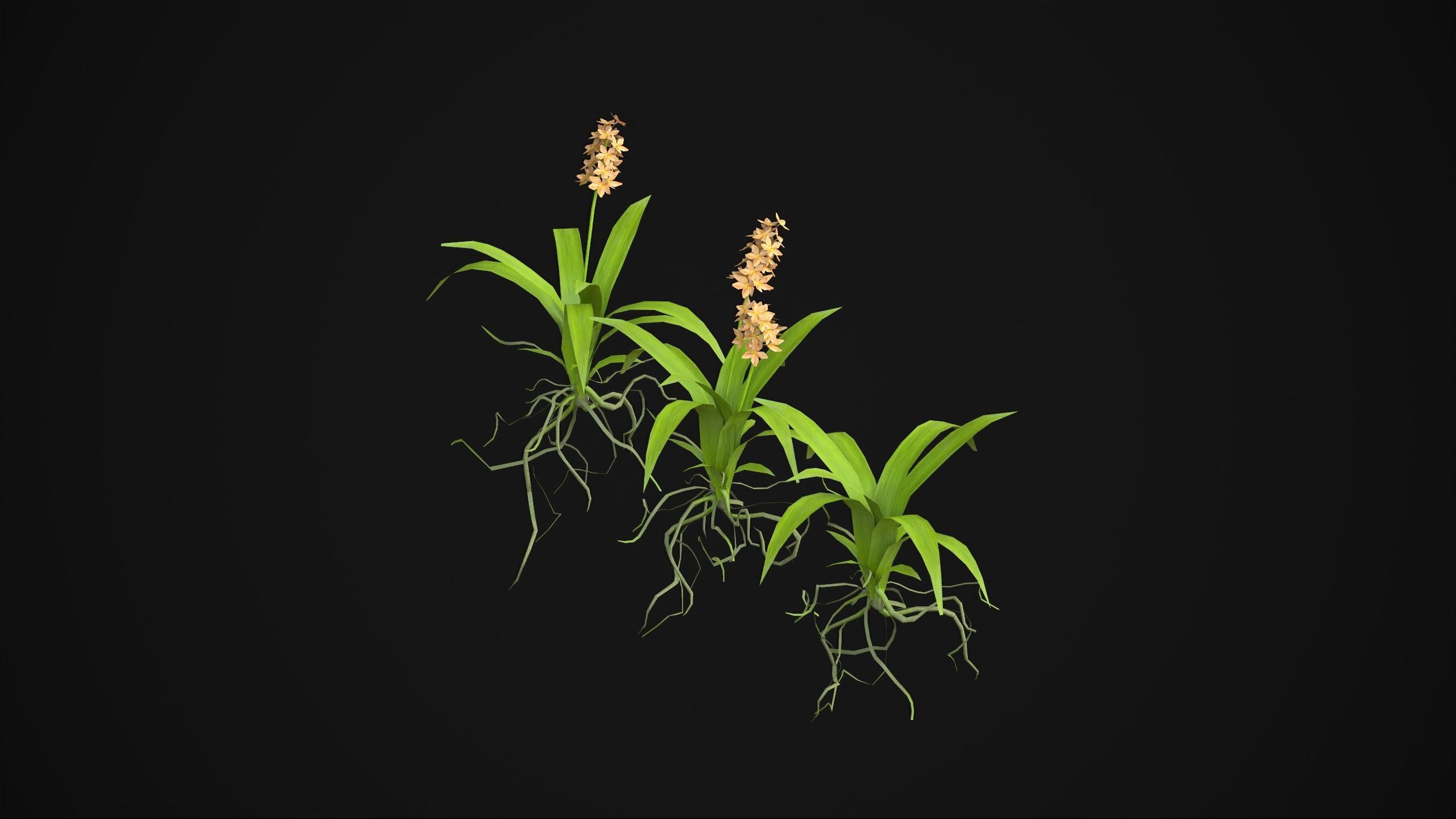 Acalypha Hispida - Grass Low-poly 3D model_18