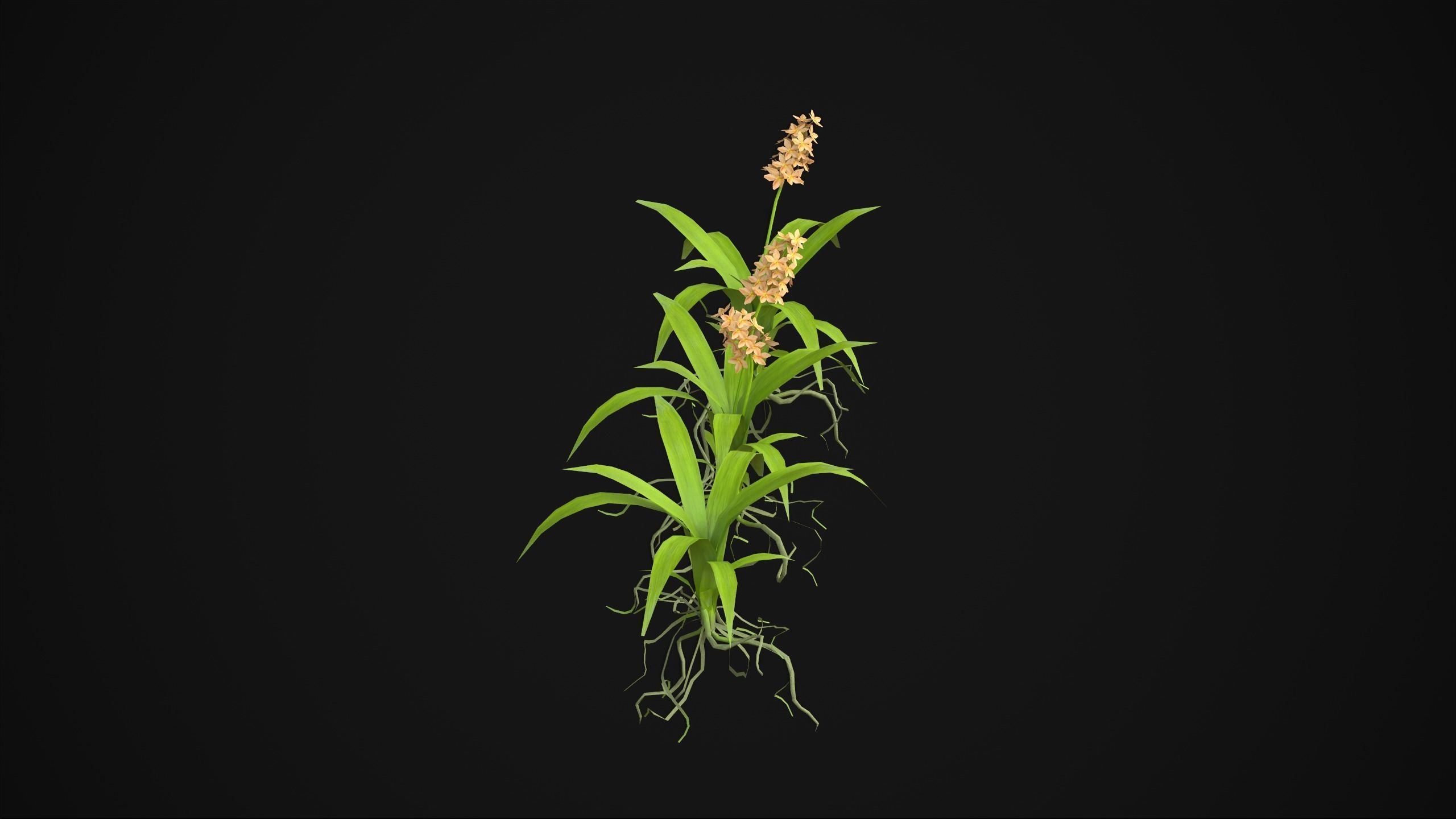 Acalypha Hispida - Grass Low-poly 3D model_16