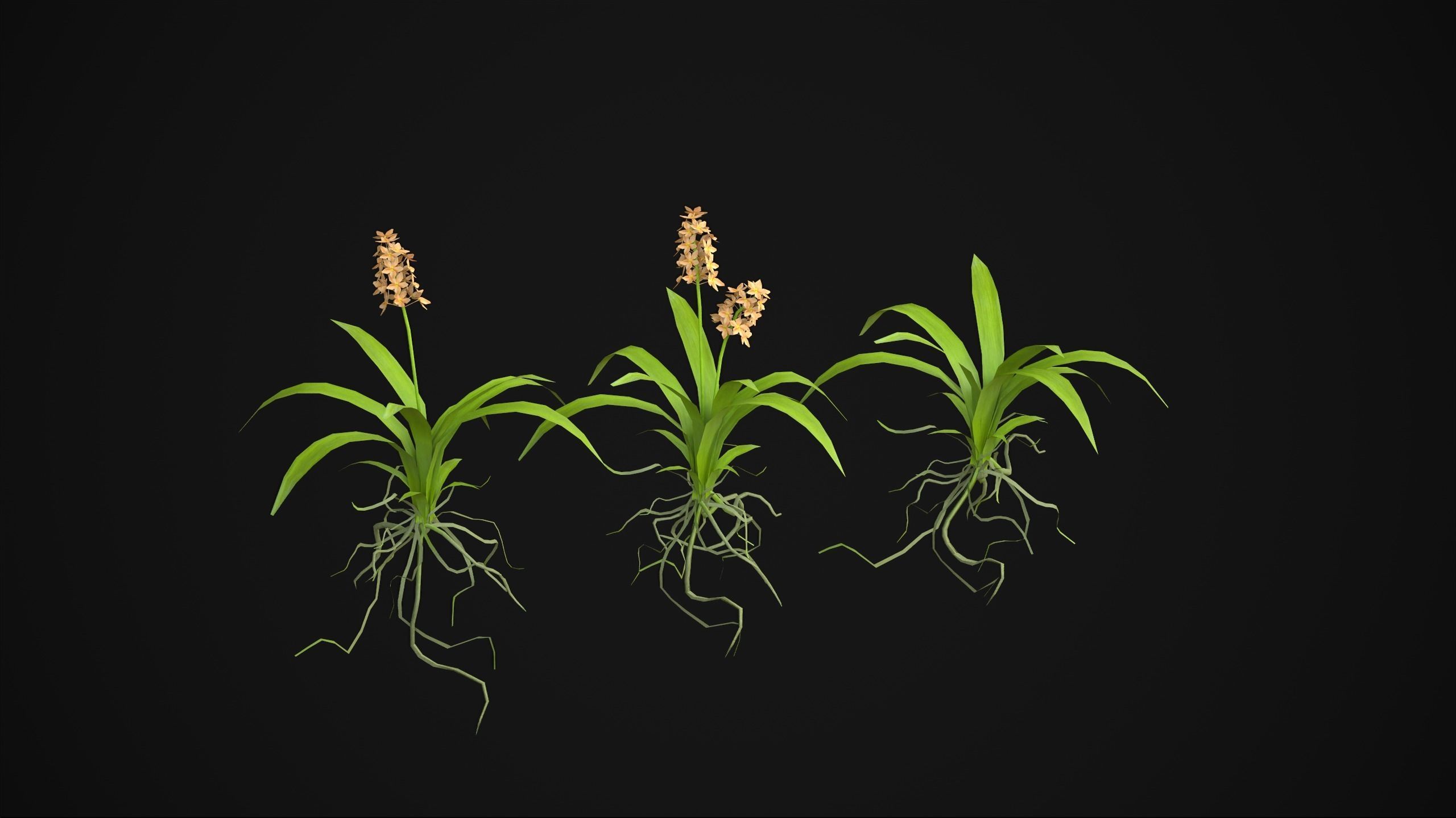 Acalypha Hispida - Grass Low-poly 3D model_2