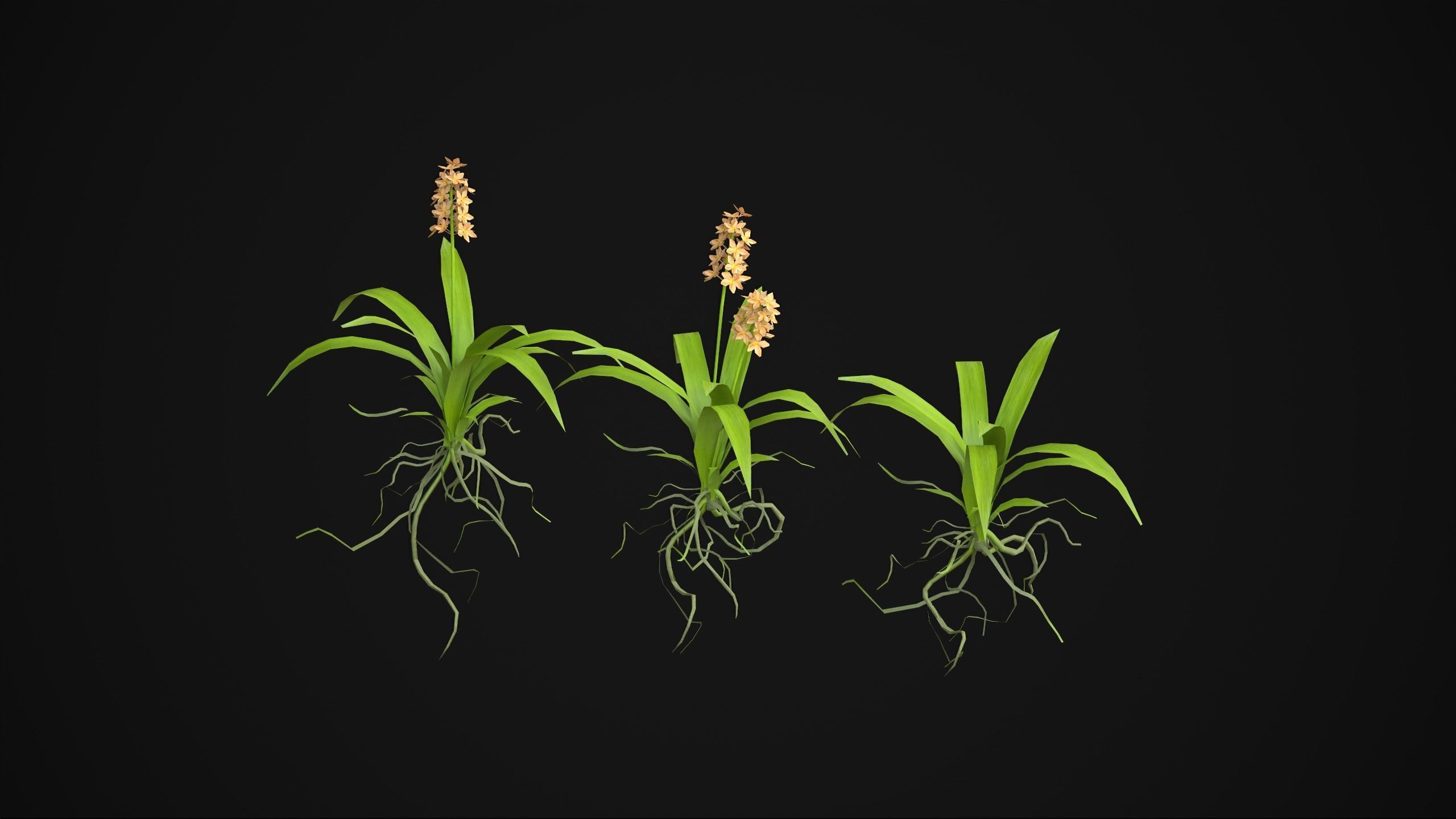 Acalypha Hispida - Grass Low-poly 3D model_20