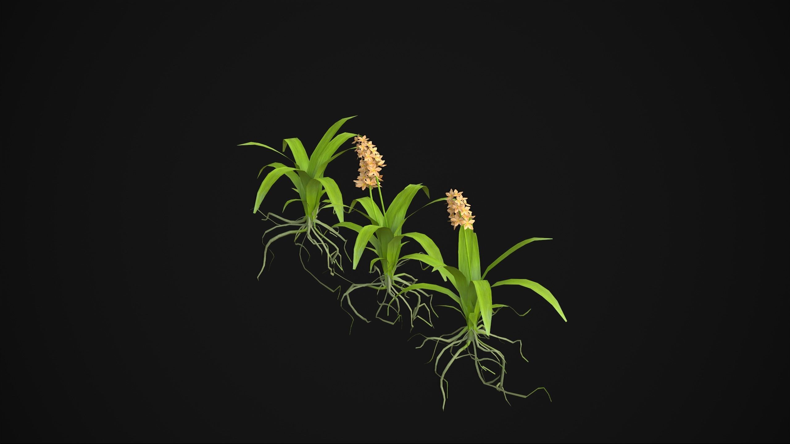 Acalypha Hispida - Grass Low-poly 3D model_8