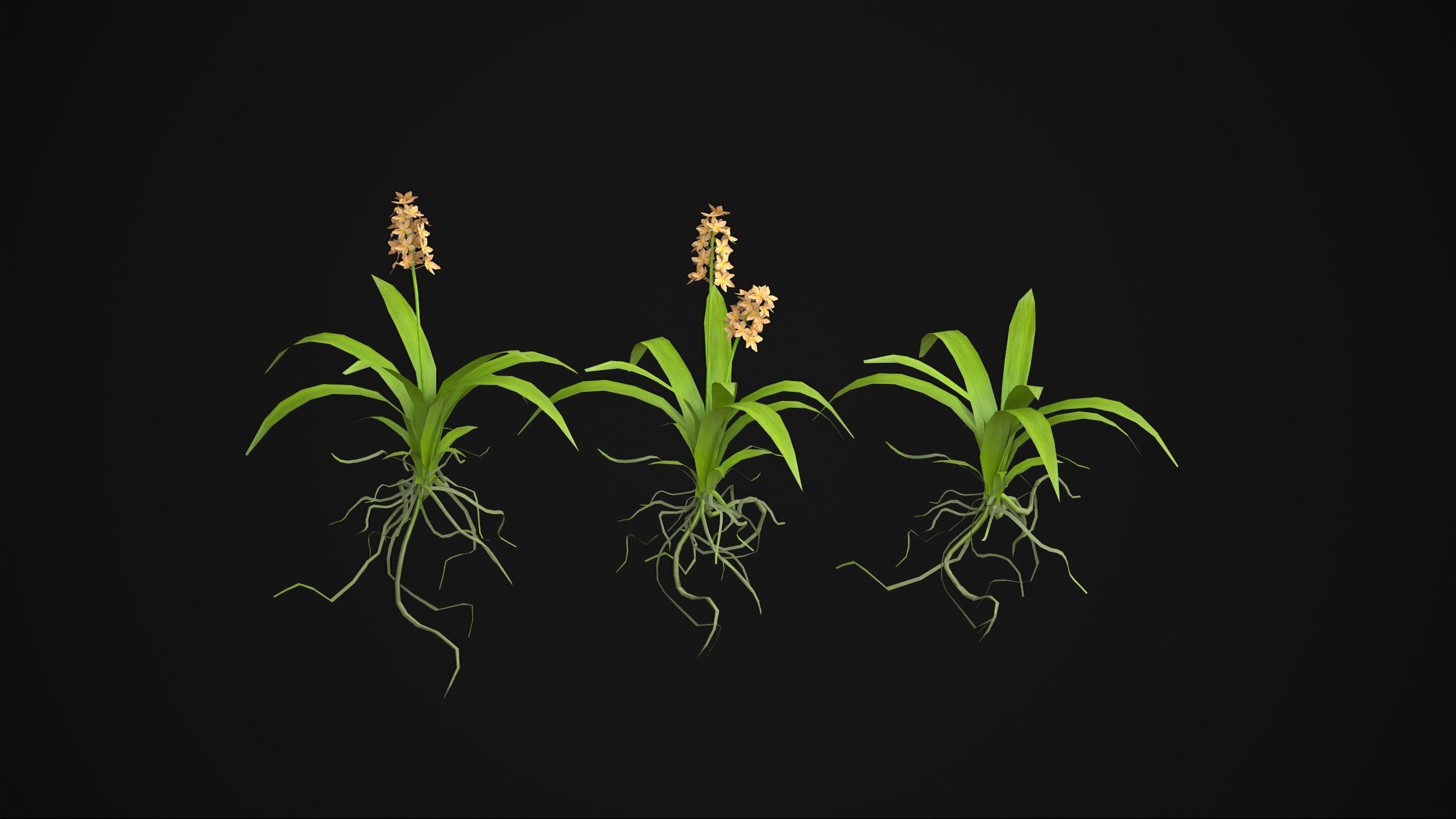 Acalypha Hispida - Grass Low-poly 3D model_1