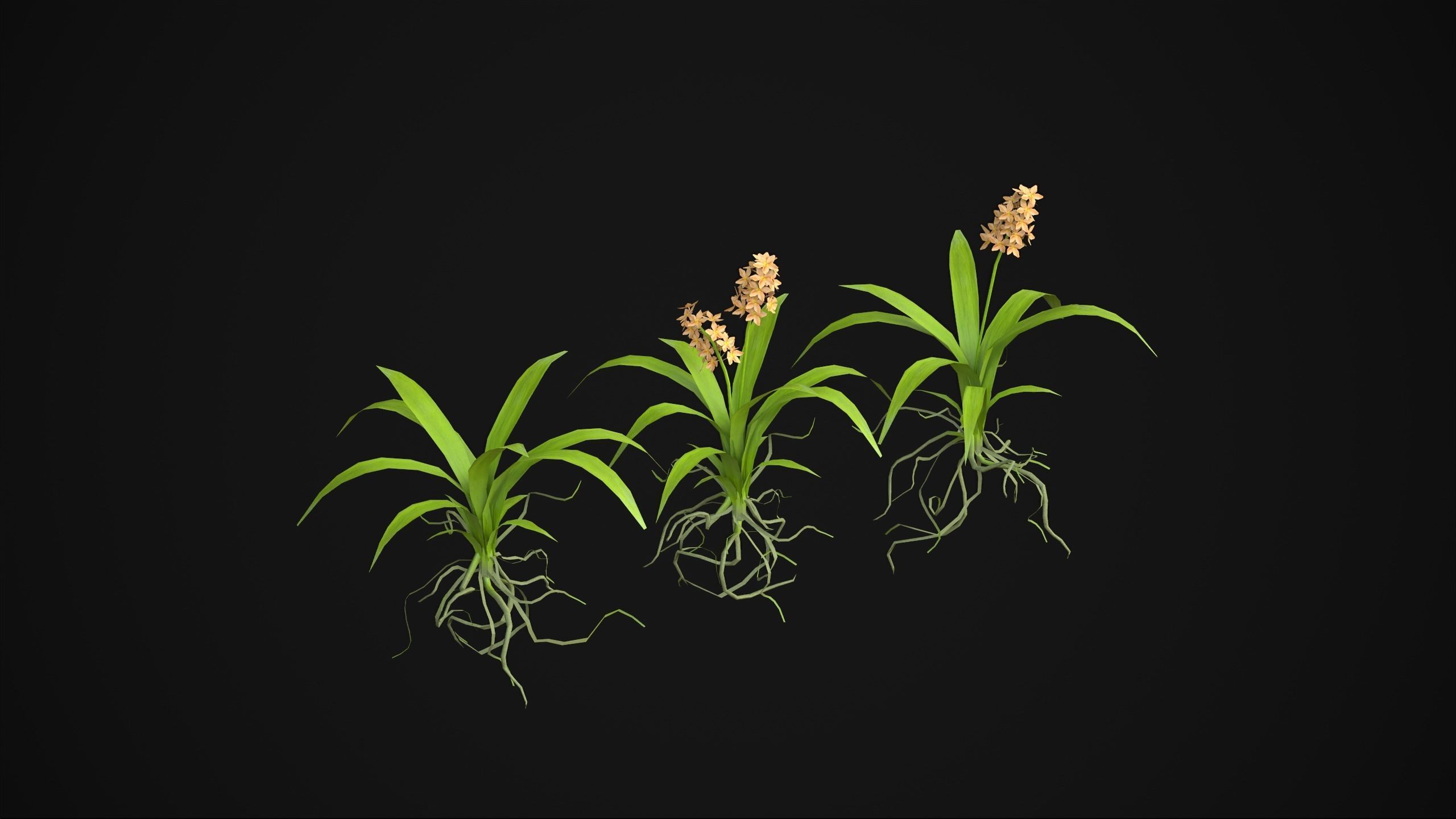 Acalypha Hispida - Grass Low-poly 3D model_13