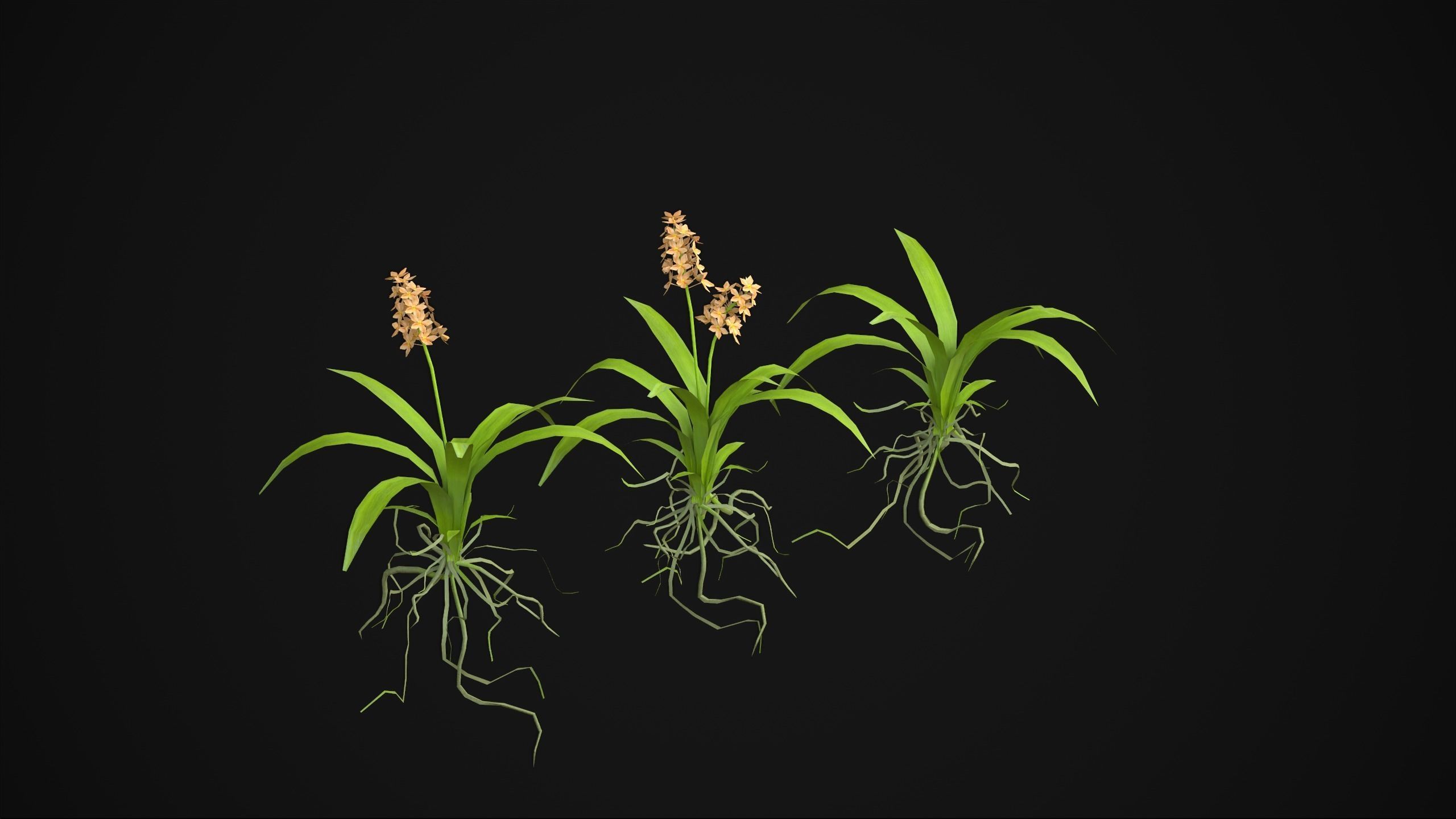 Acalypha Hispida - Grass Low-poly 3D model_3