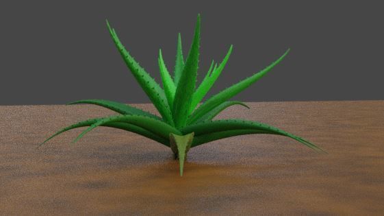 Aloe vera plant 3D model_2