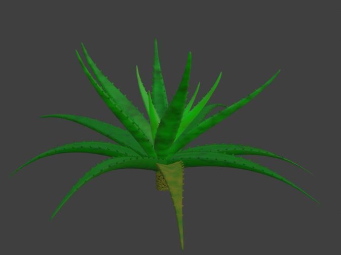Aloe vera plant 3D model_6
