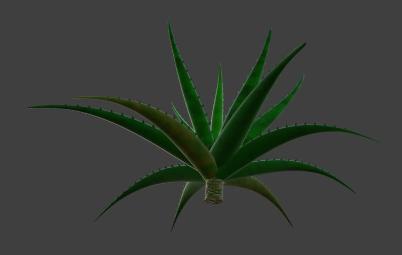 Aloe vera plant 3D model_4