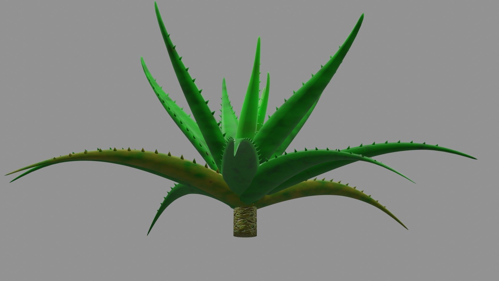 Aloe vera plant 3D model_7