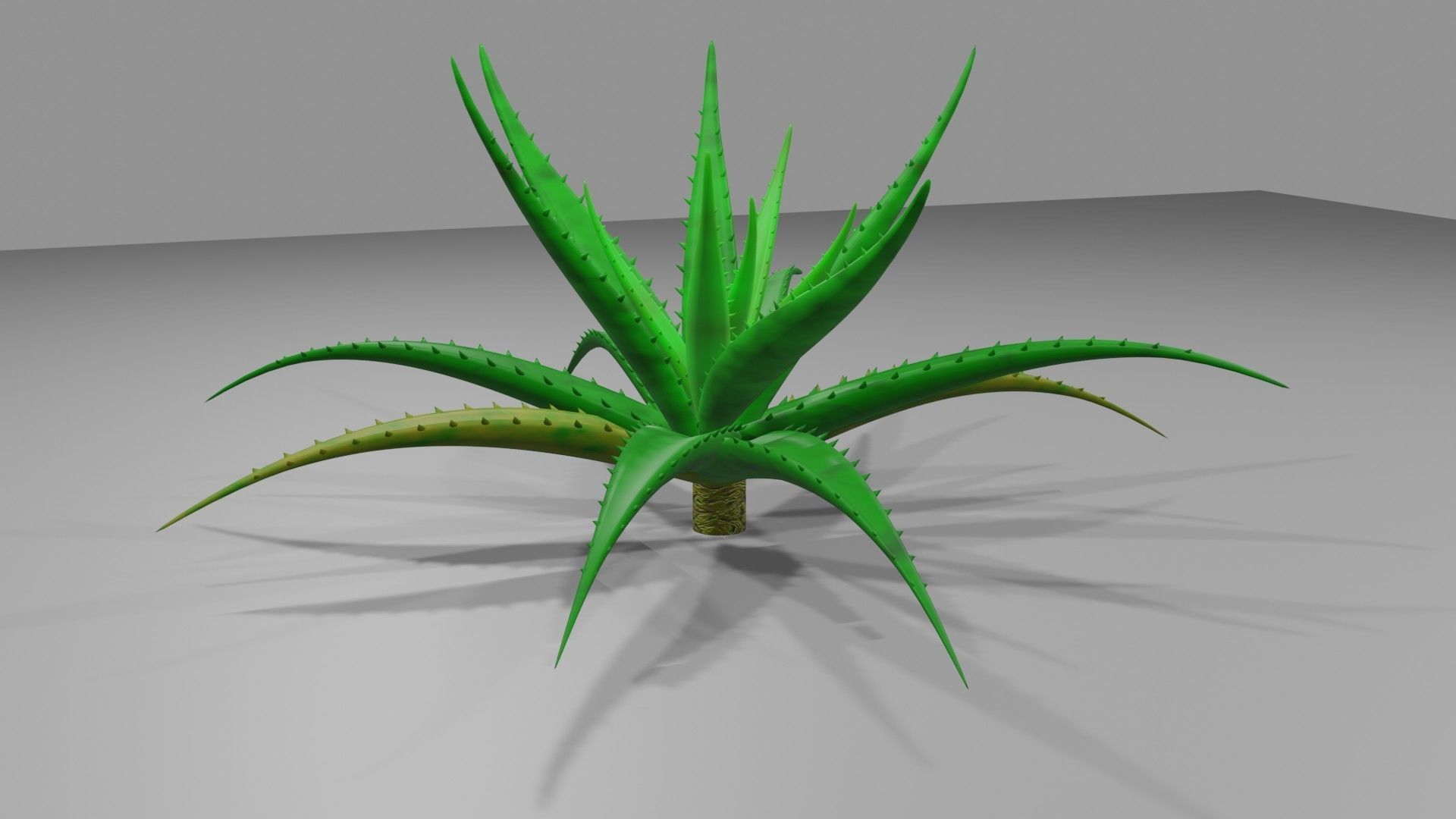 Aloe vera plant 3D model_8